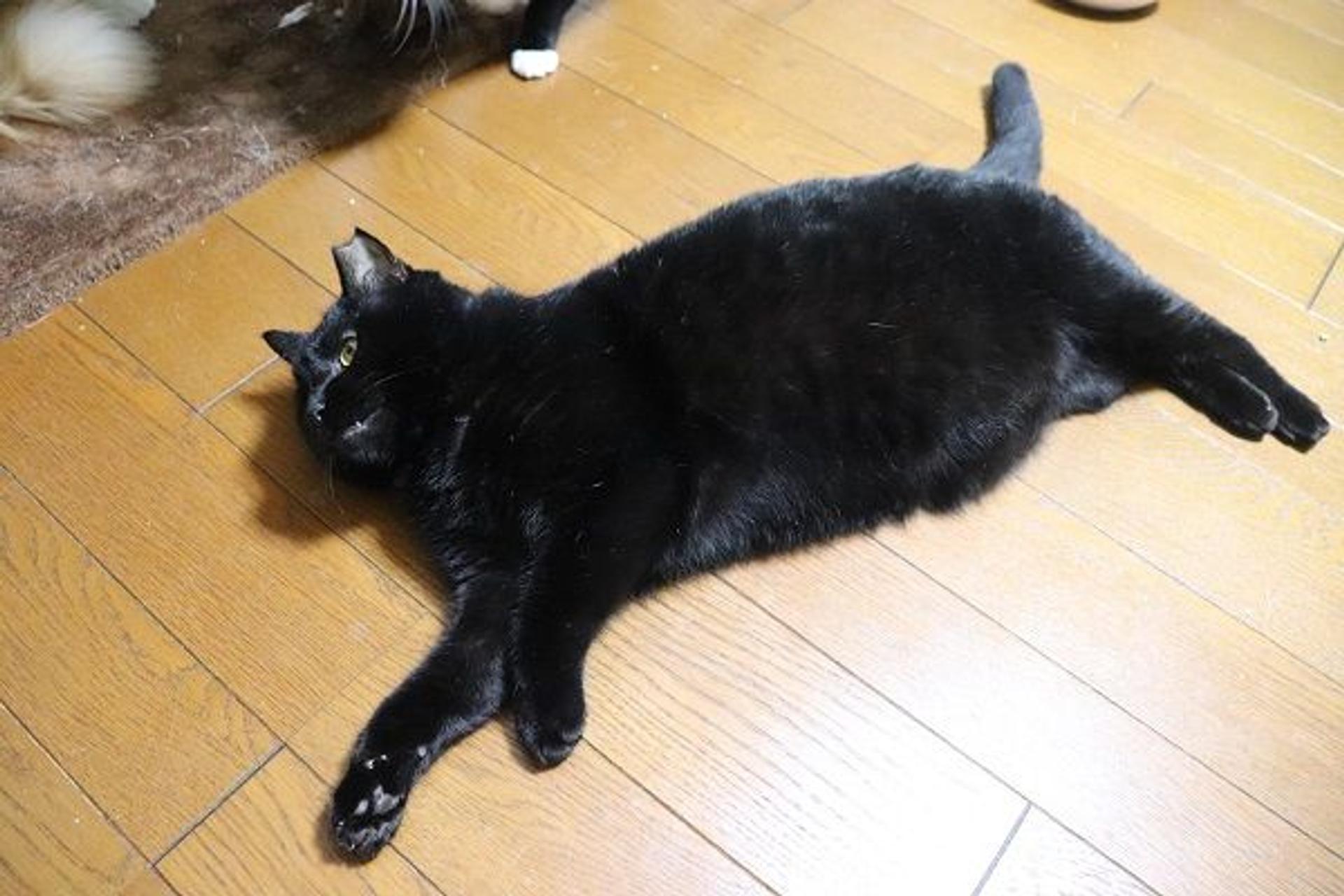 pet-image-7