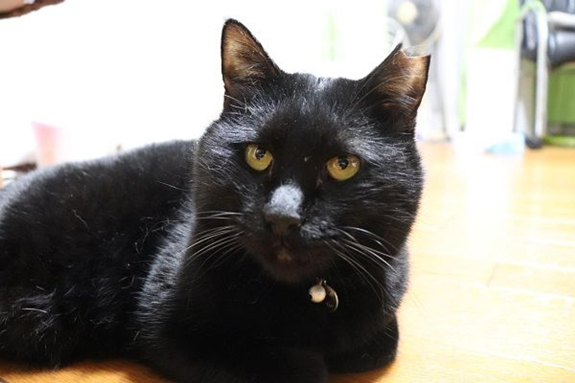 pet-image-8