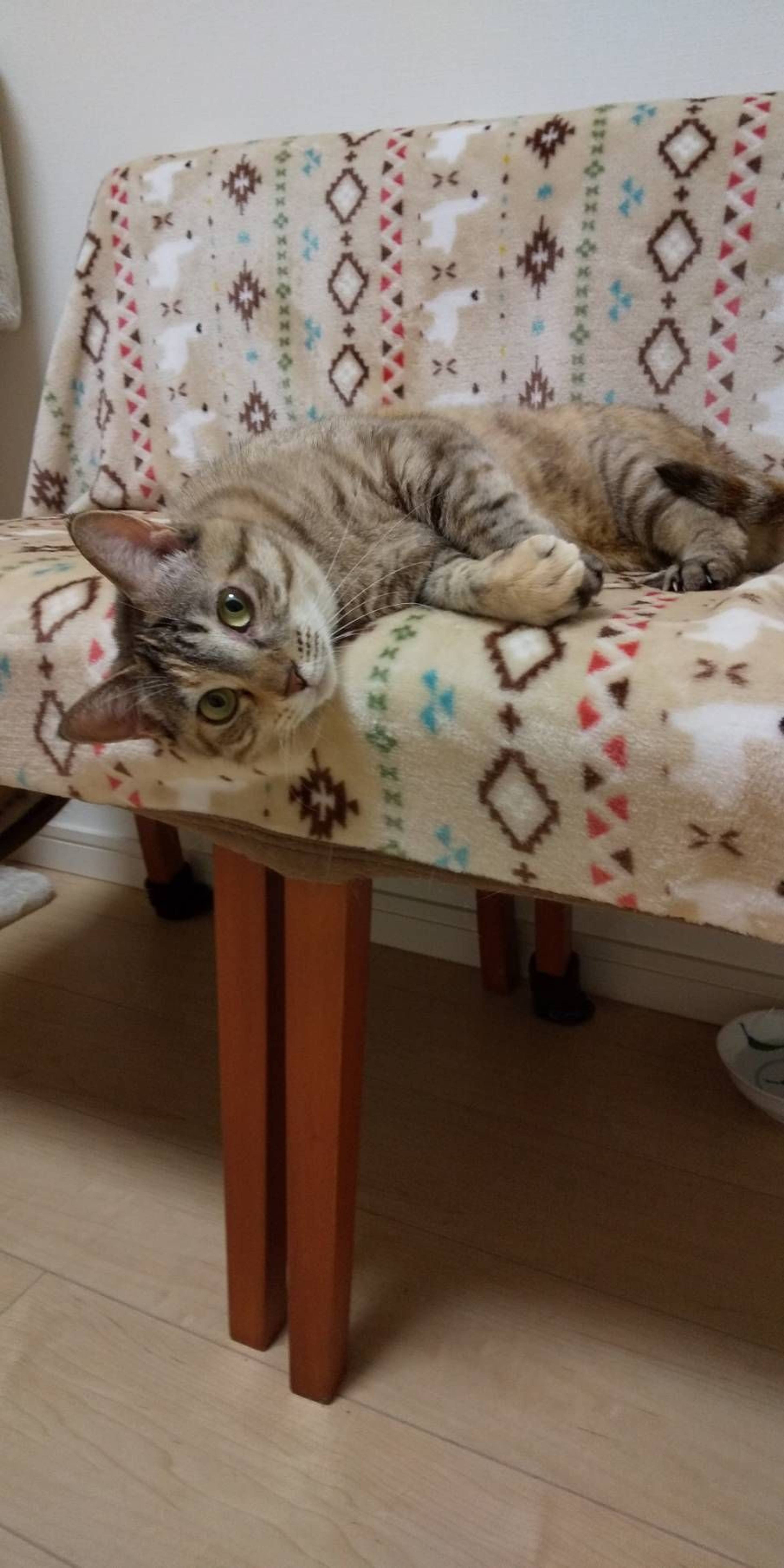 雑種（ミックス猫）・メスの里親募集の写真
