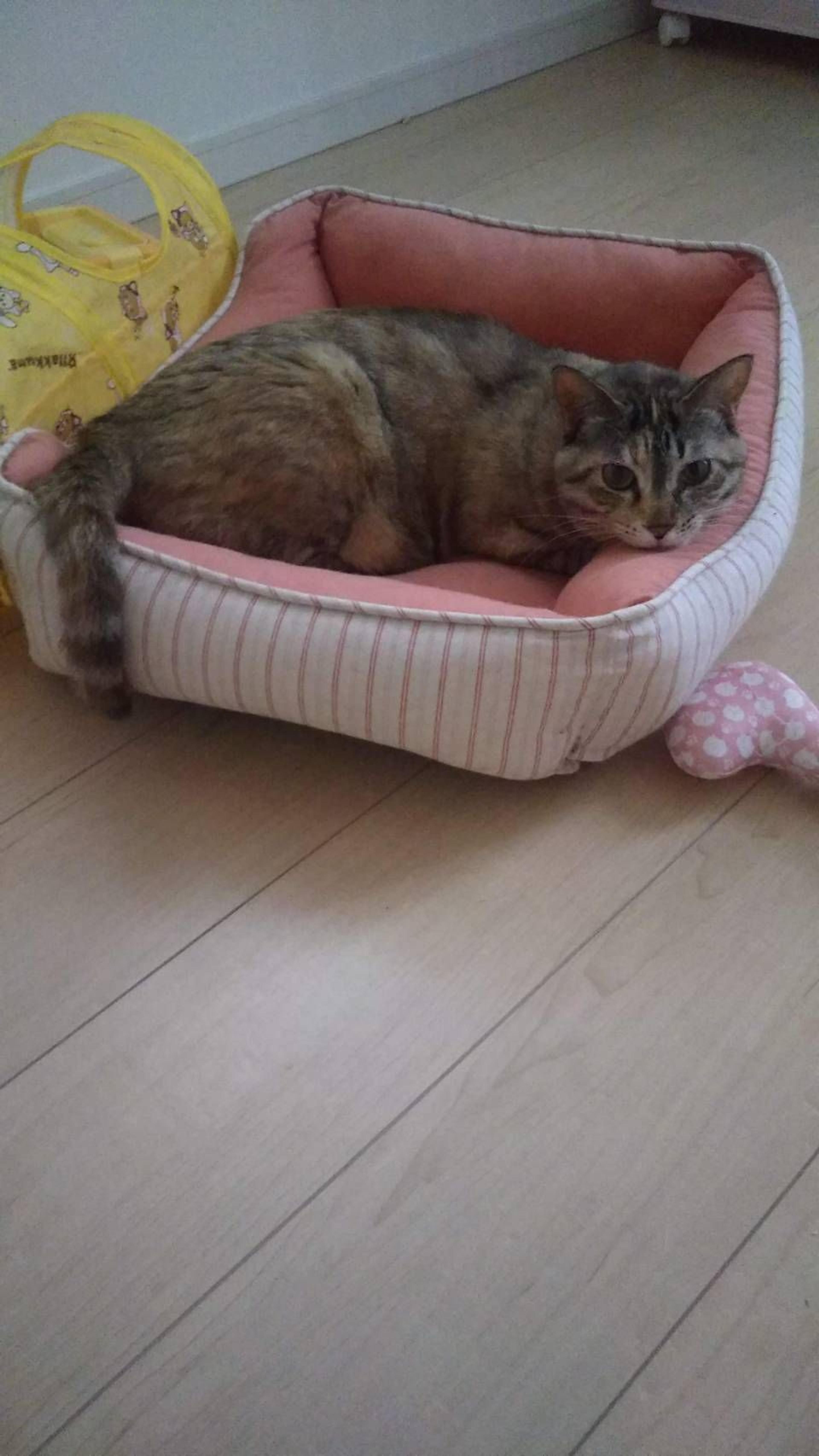 pet-image-2