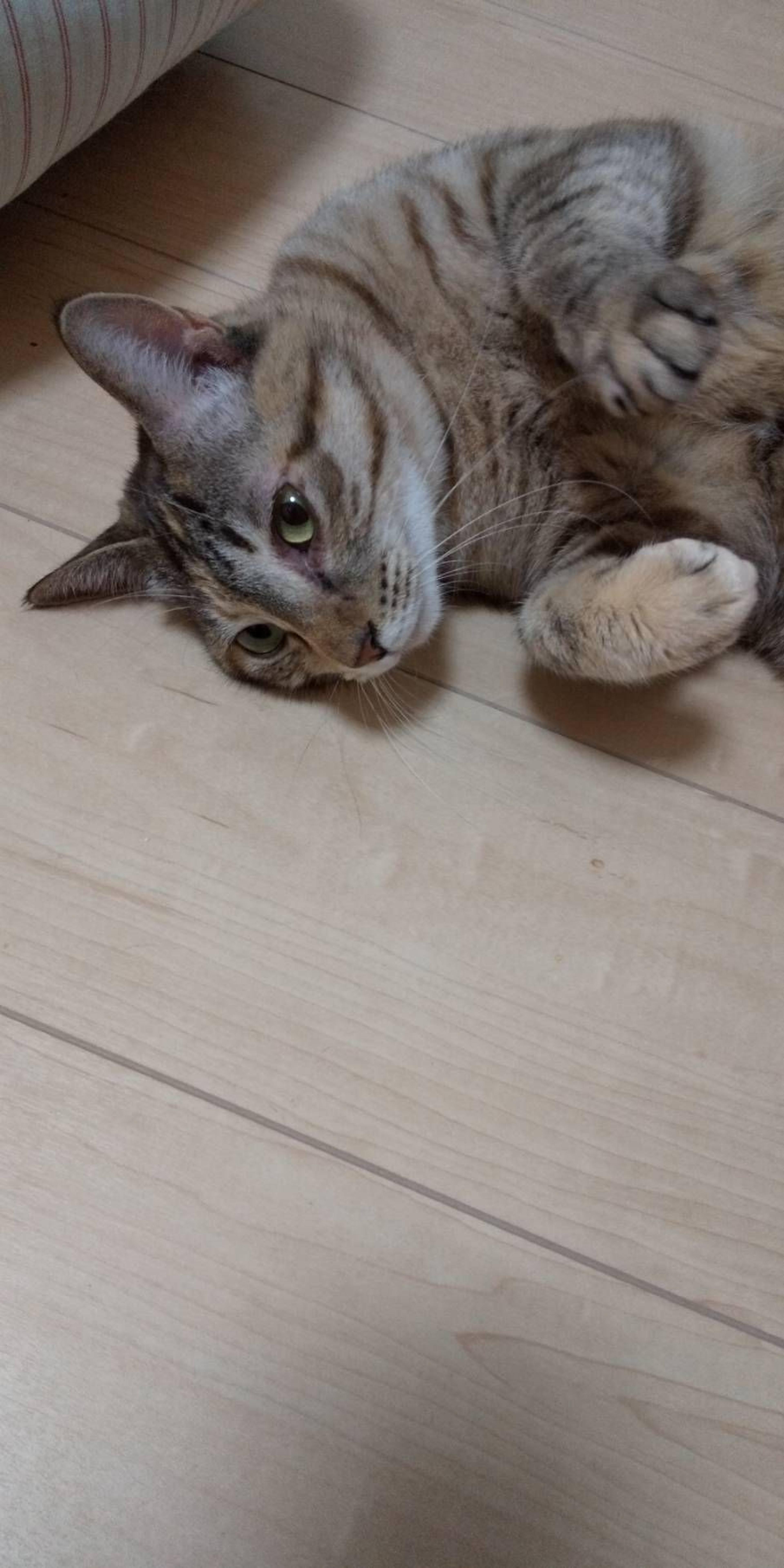 pet-image-3