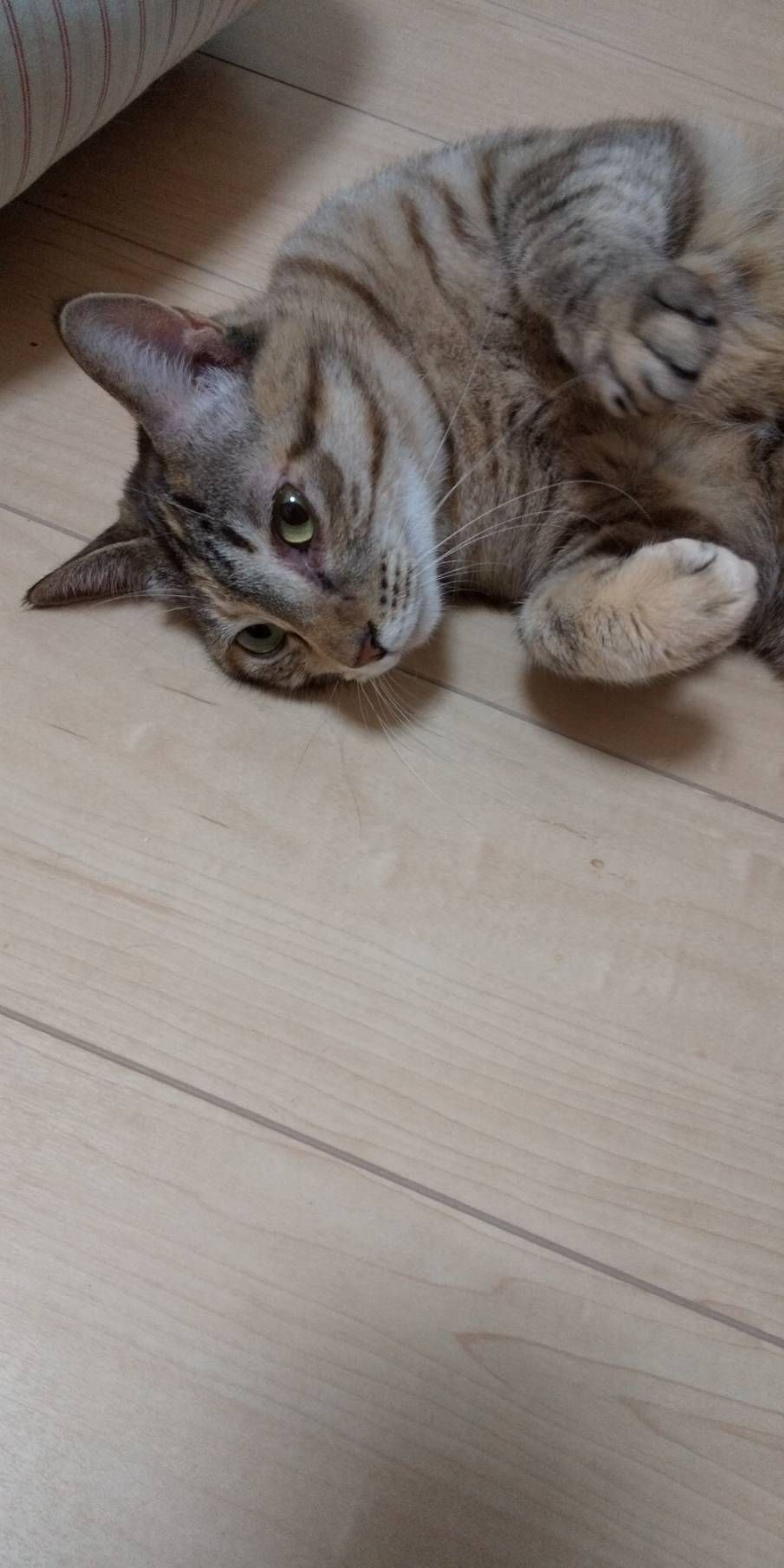 pet-image-3