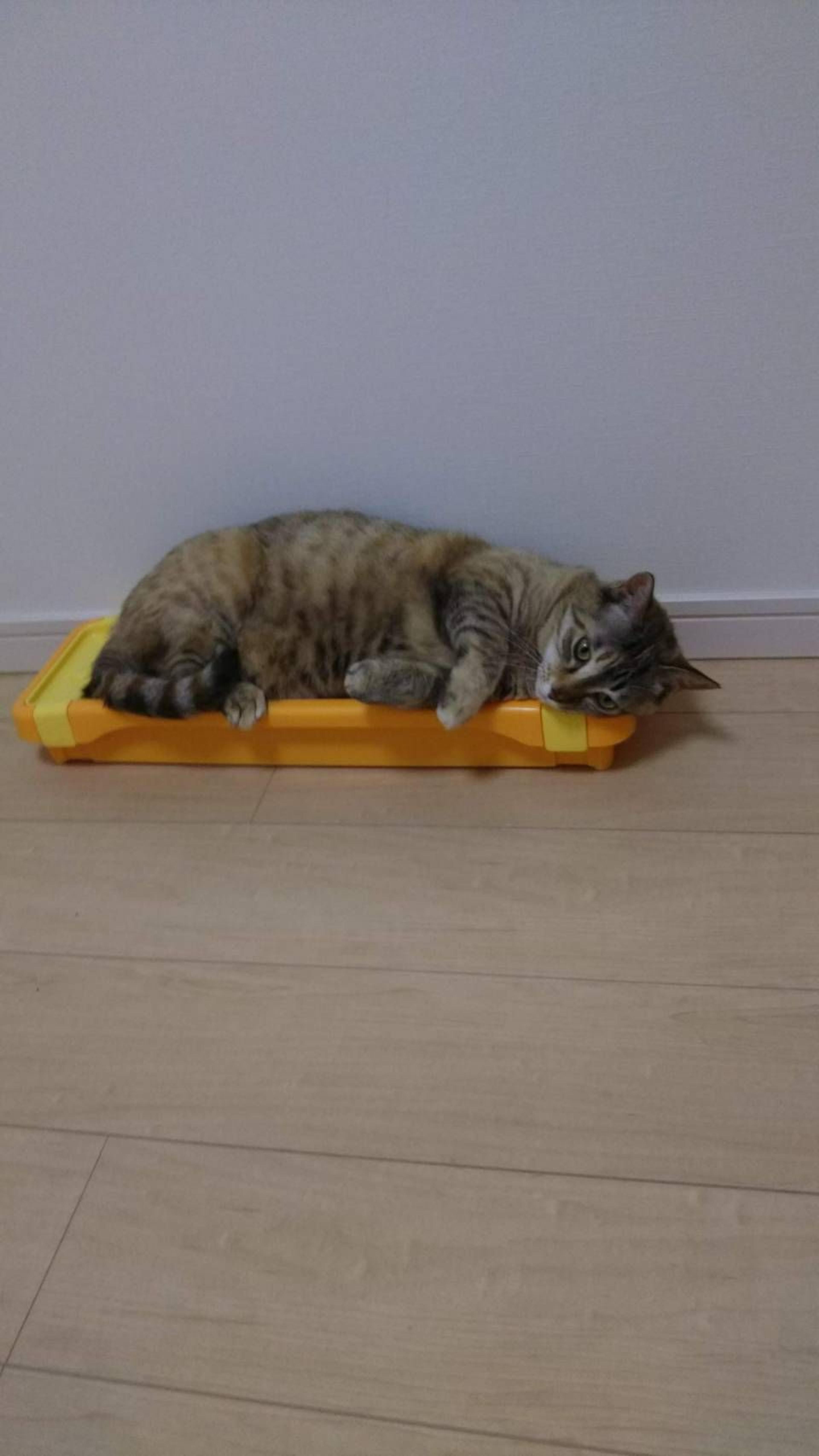 pet-image-4