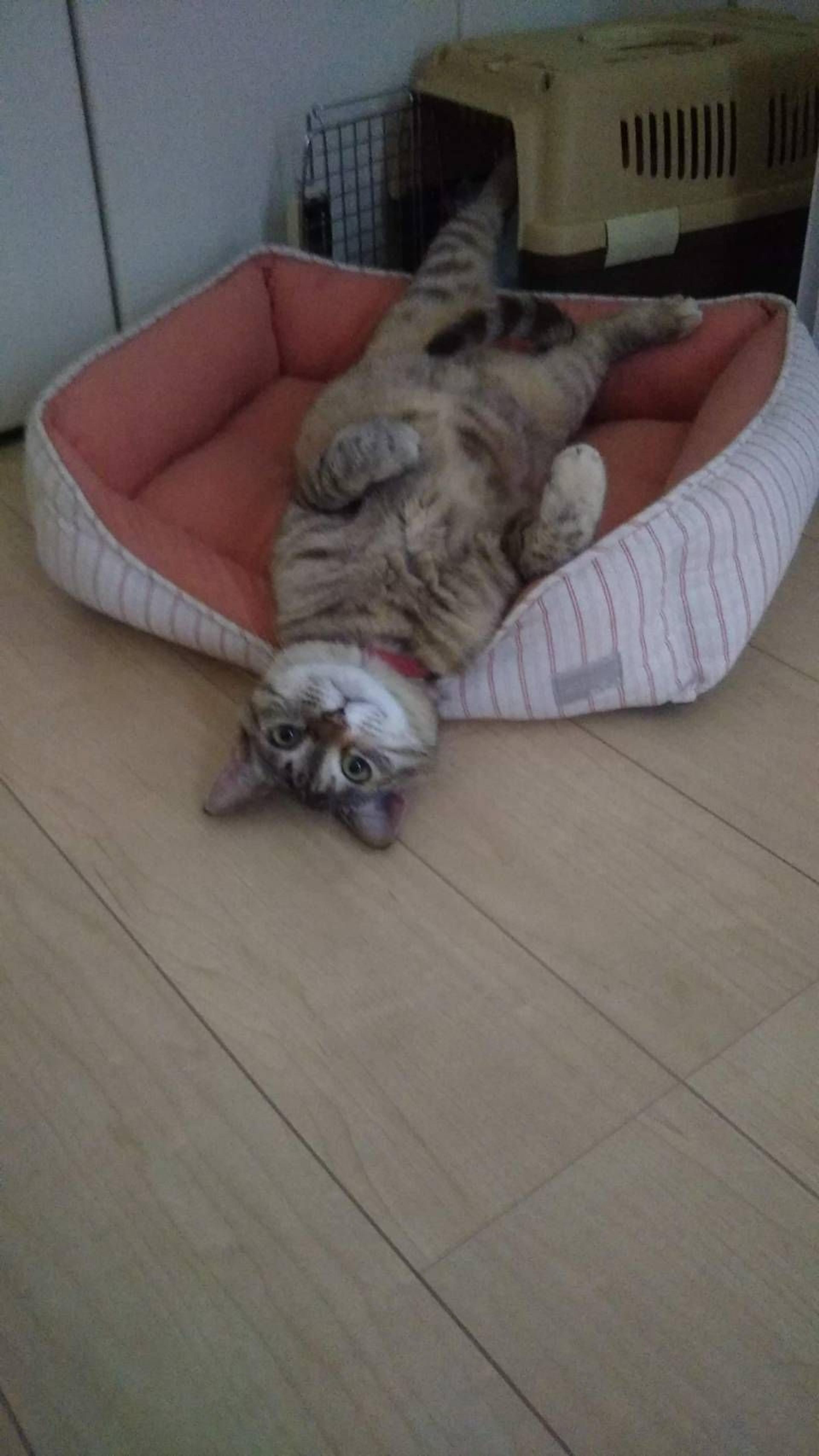 pet-image-5