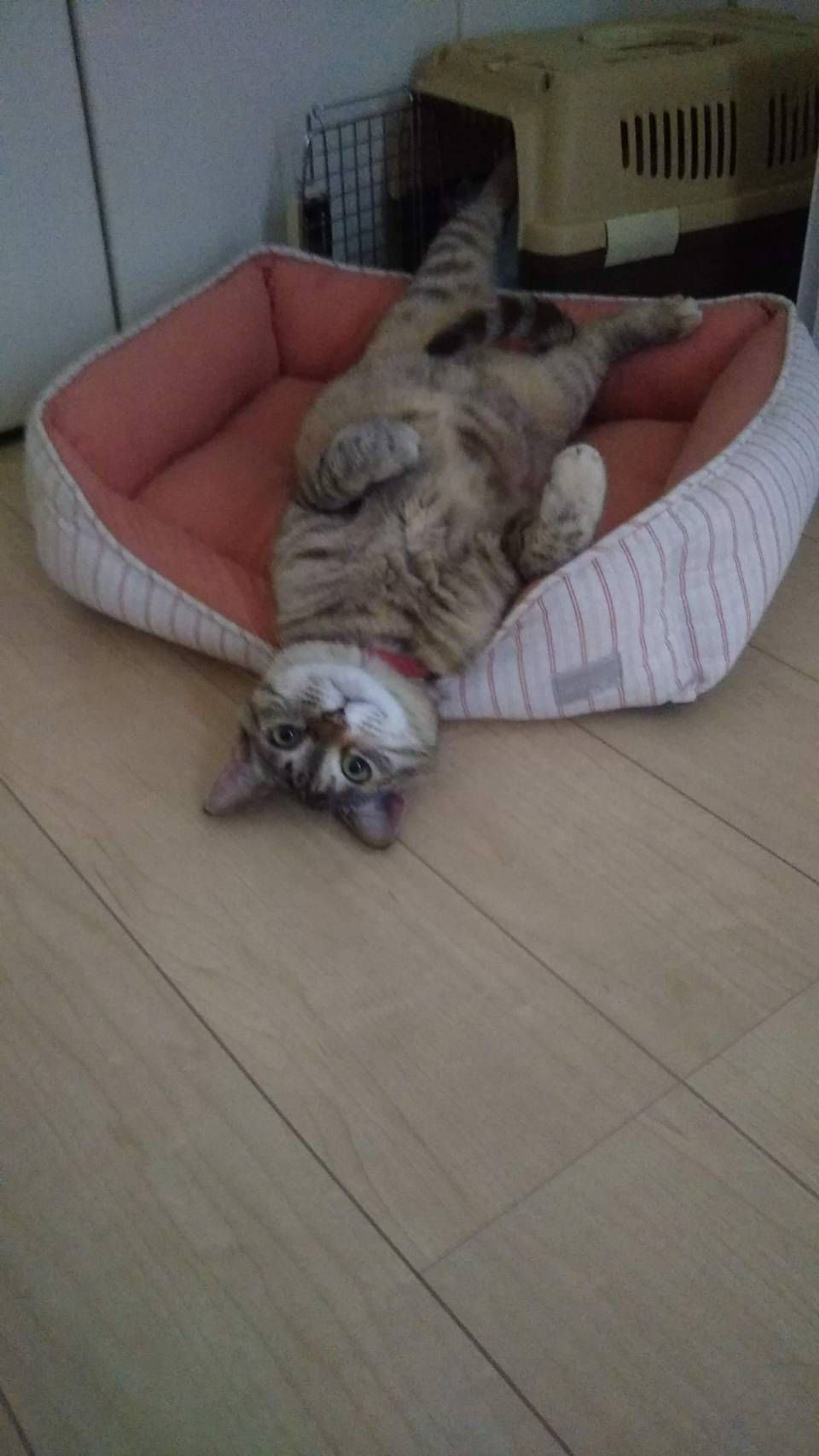 pet-image-5