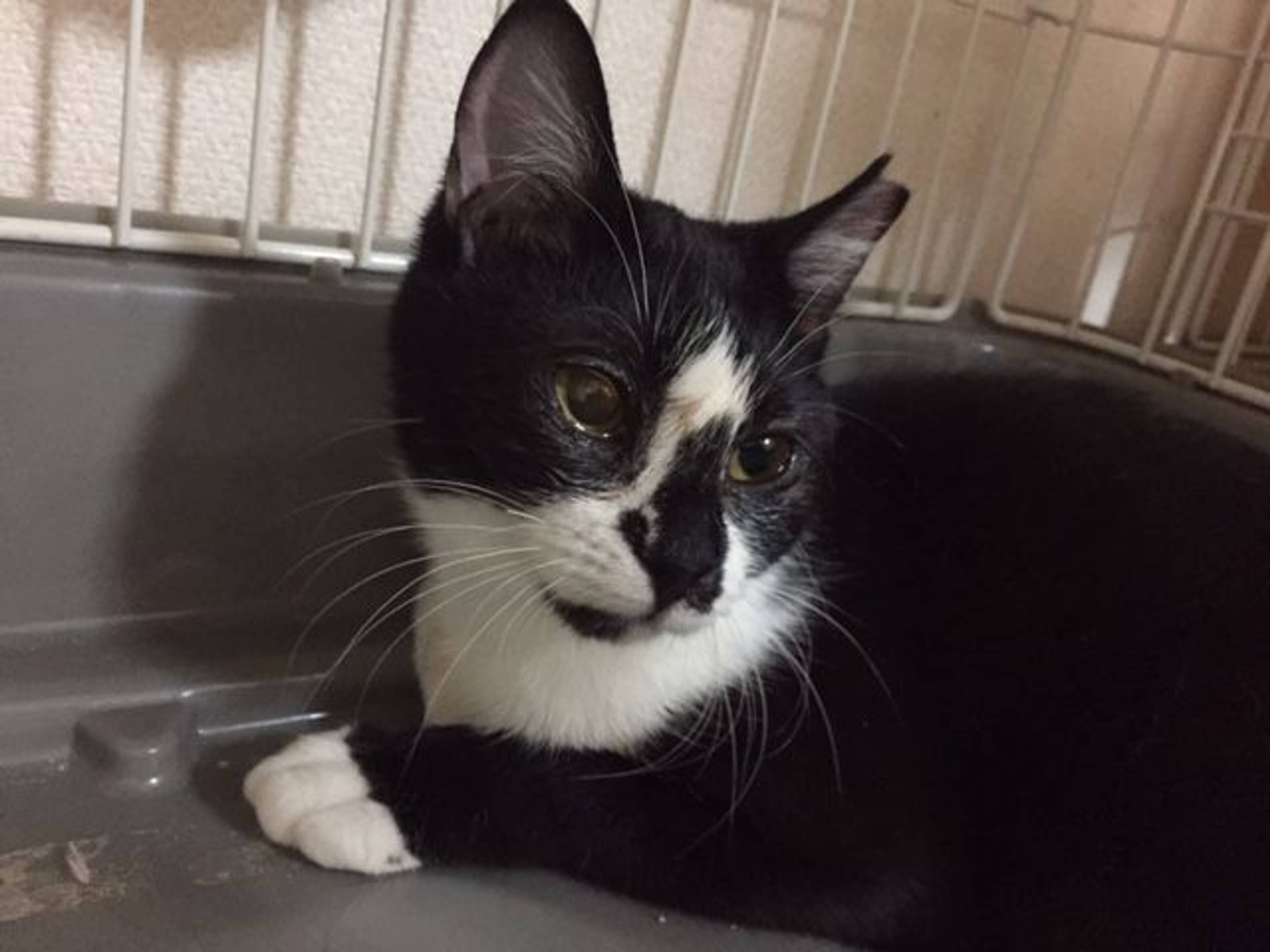雑種（ミックス猫）・メスの里親募集の写真