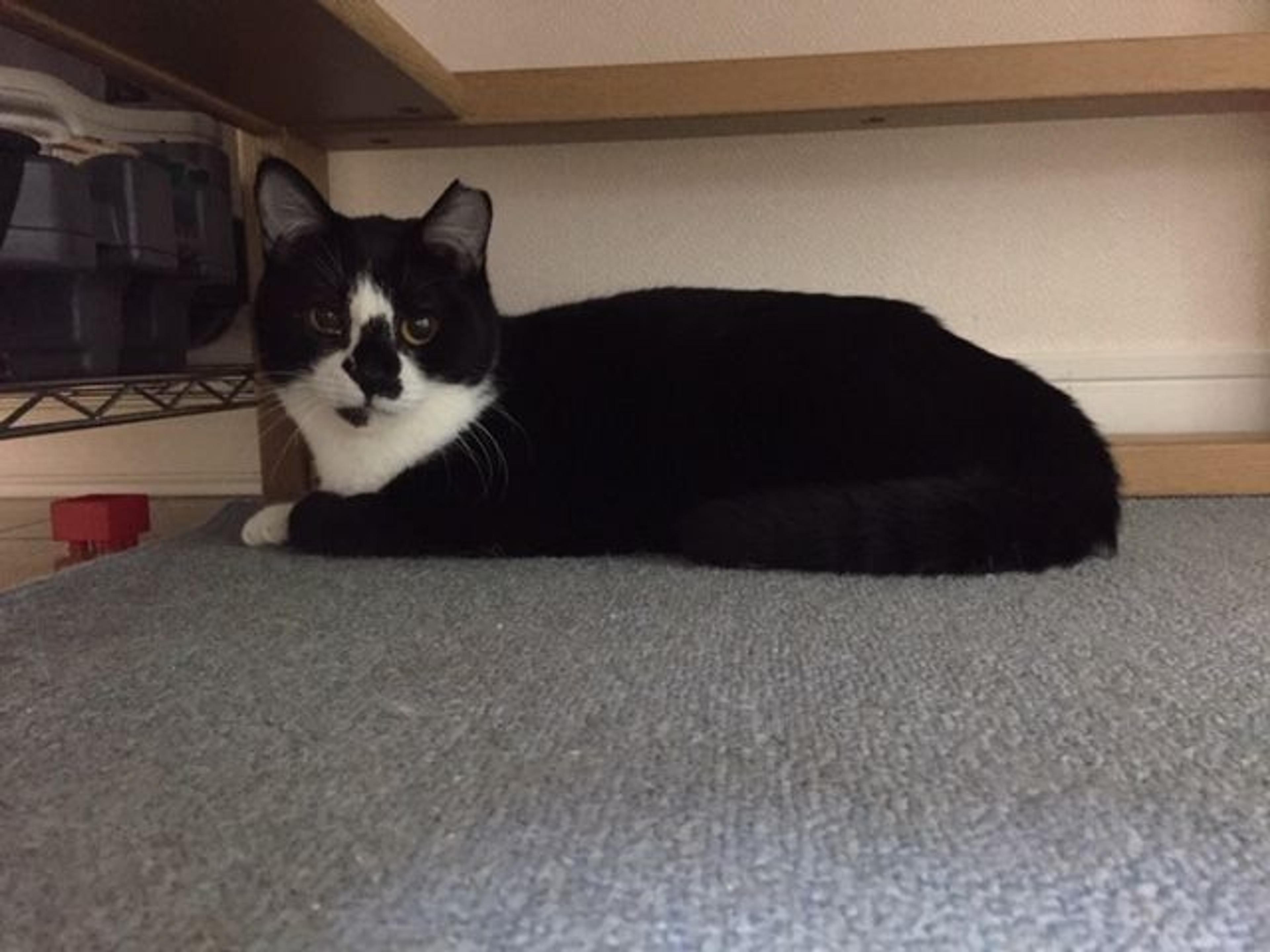 pet-image-2