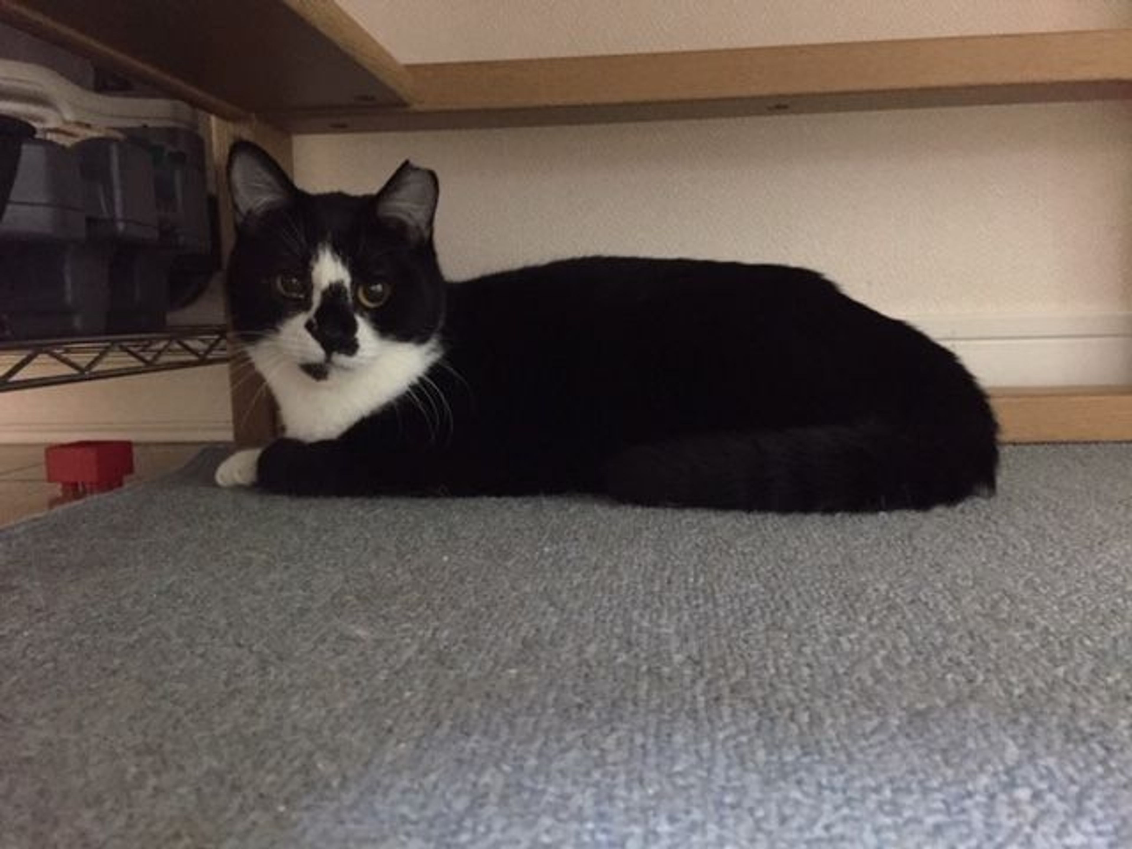 pet-image-2
