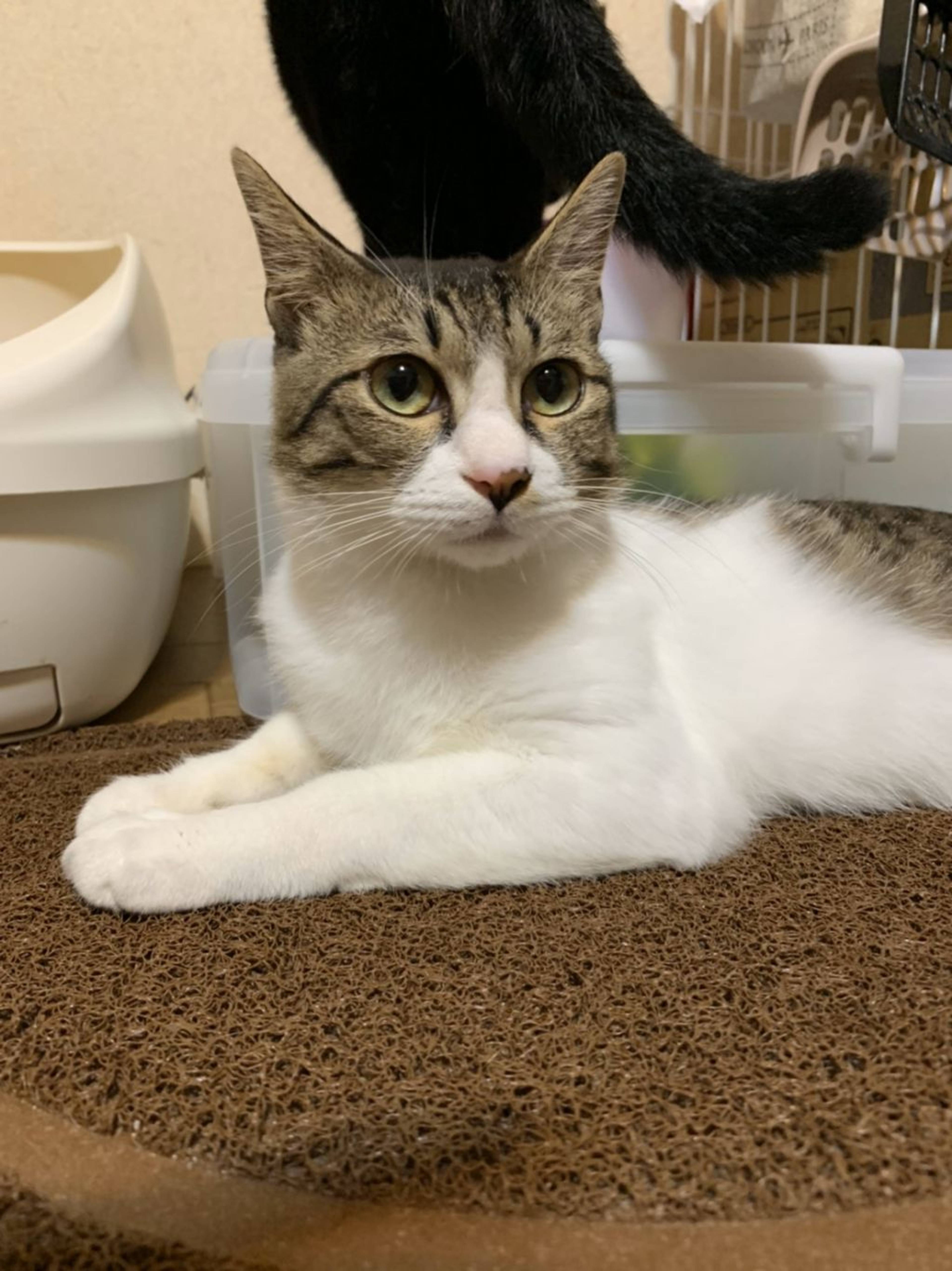 雑種（ミックス猫）・オスの里親募集の写真