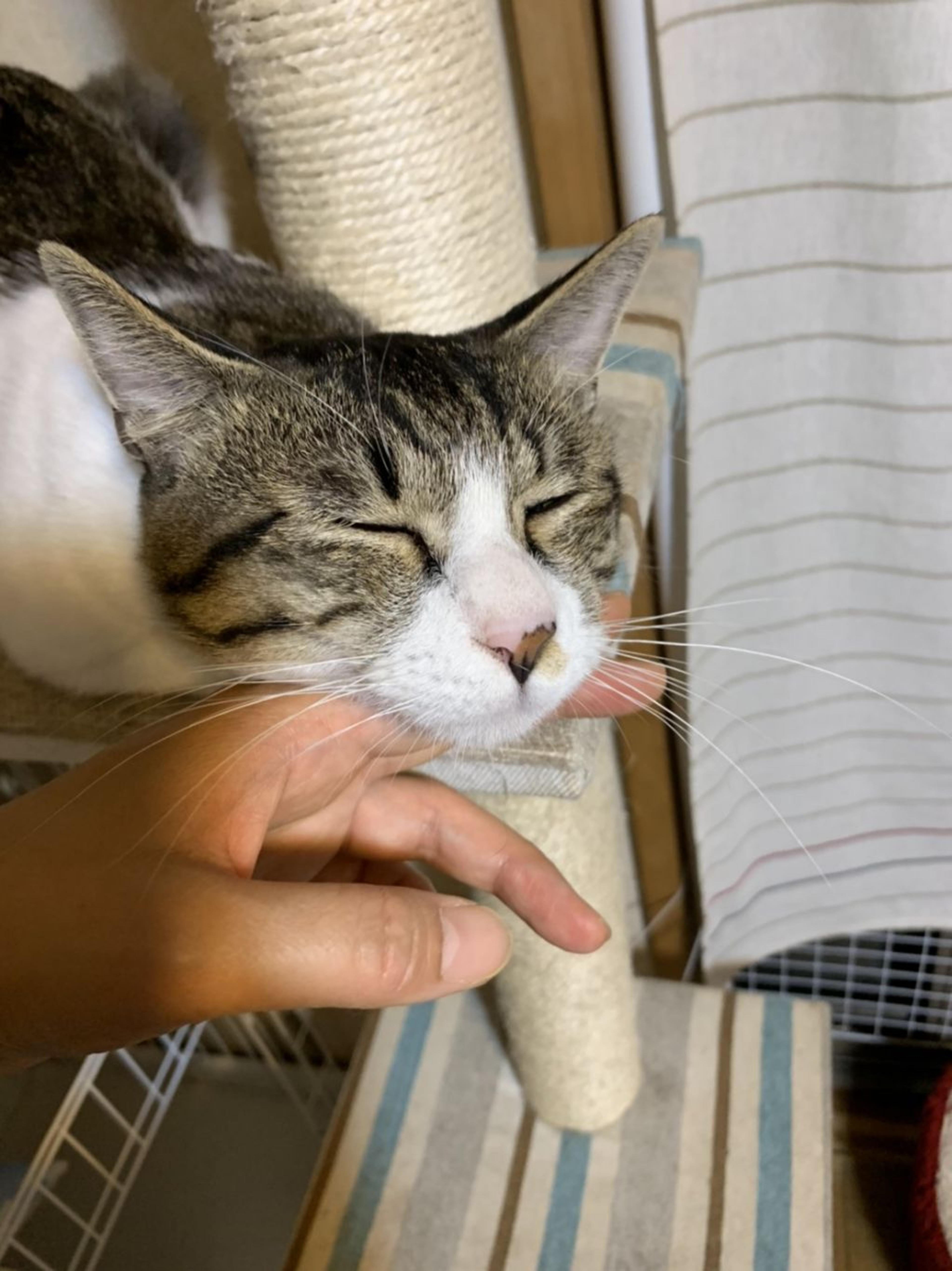 pet-image-2