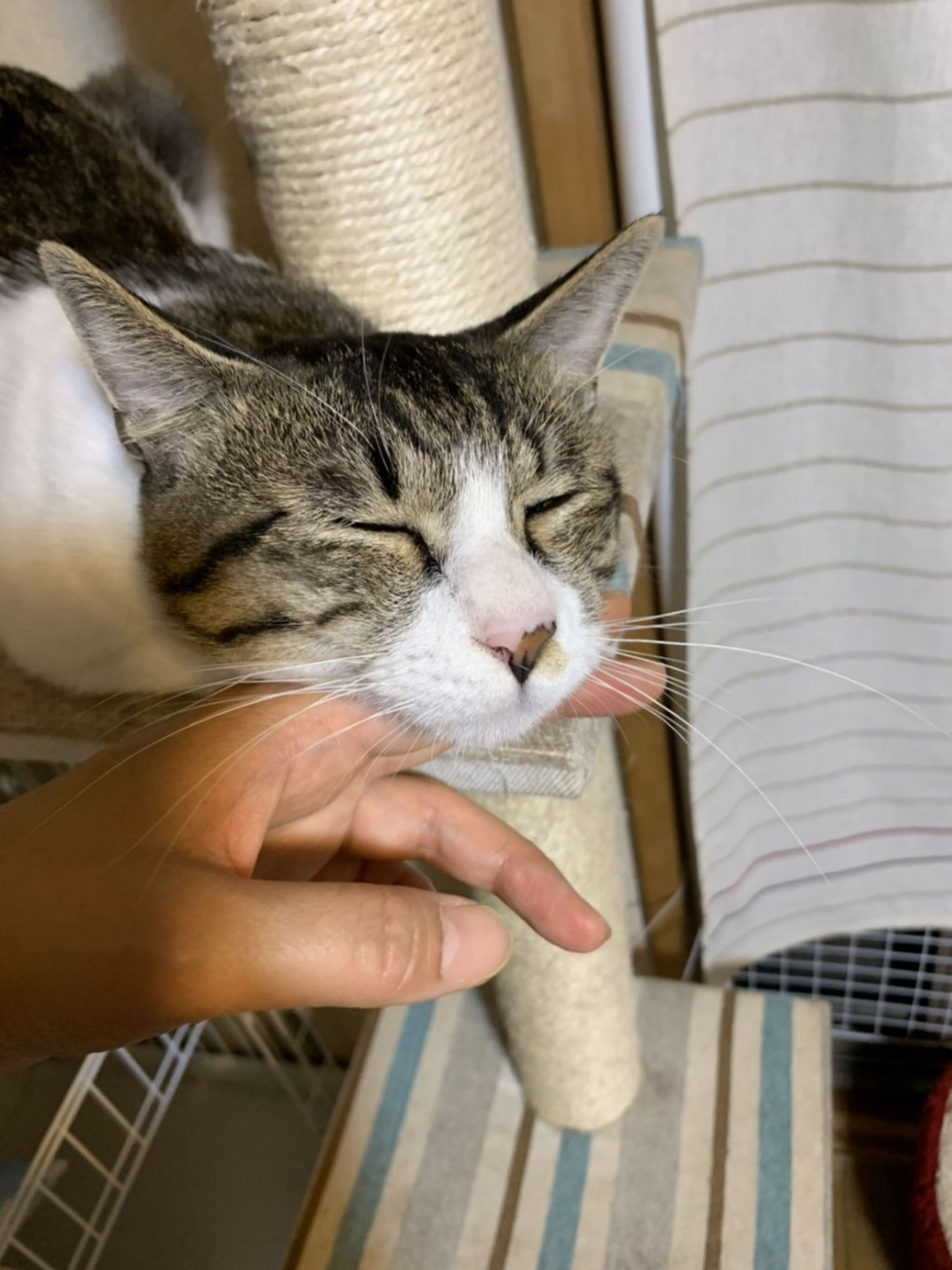 pet-image-2
