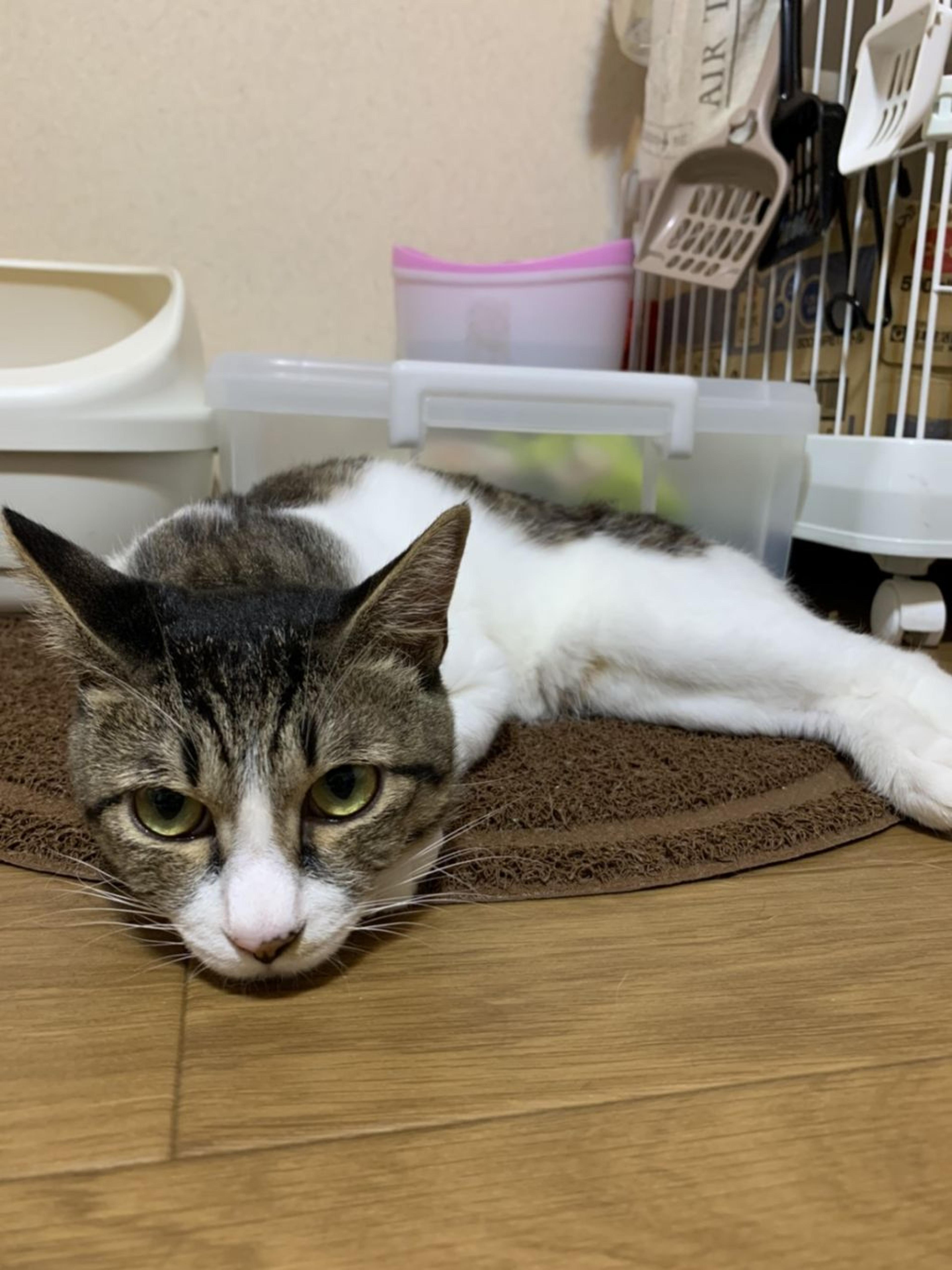 pet-image-3