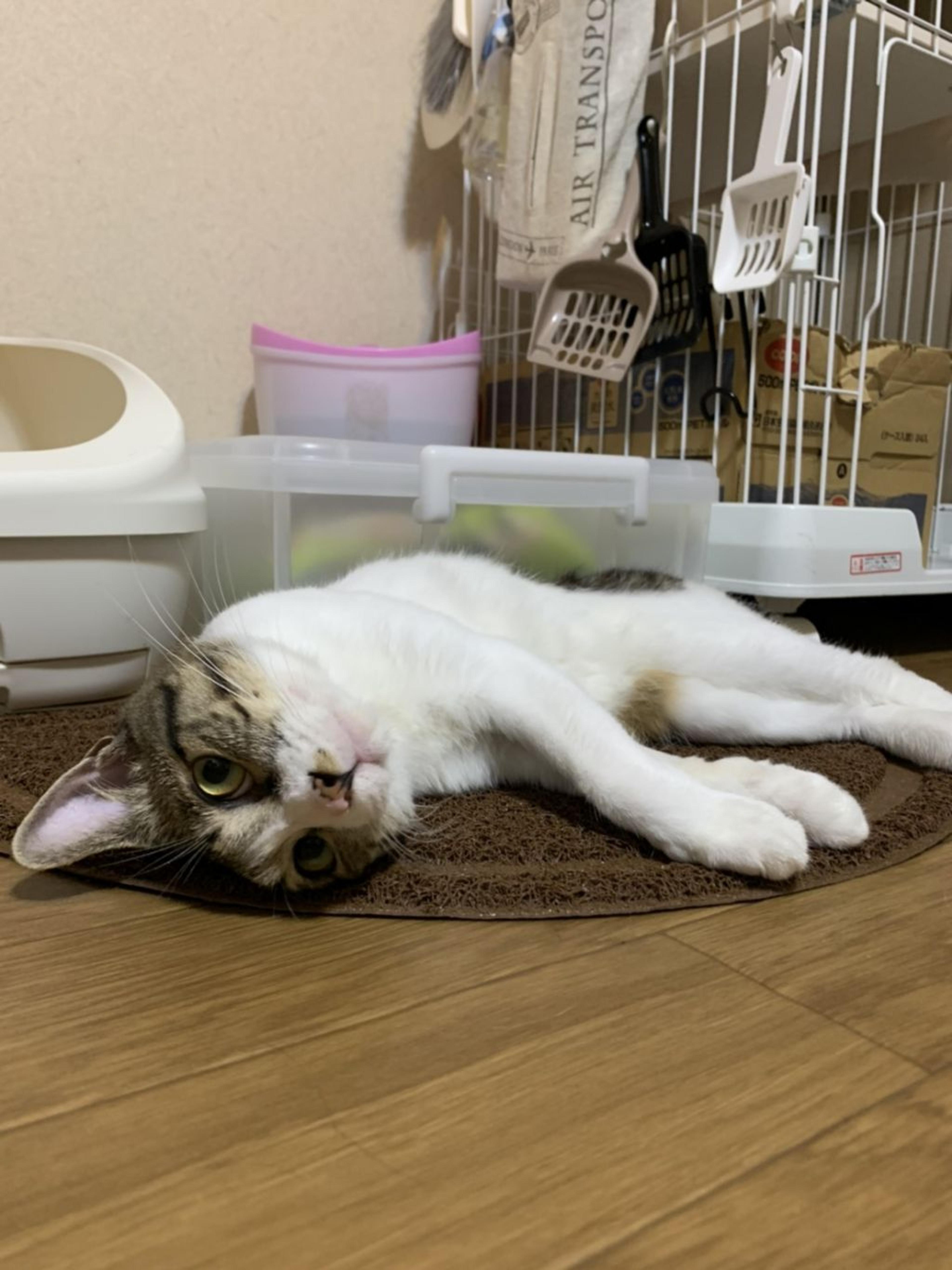 pet-image-4