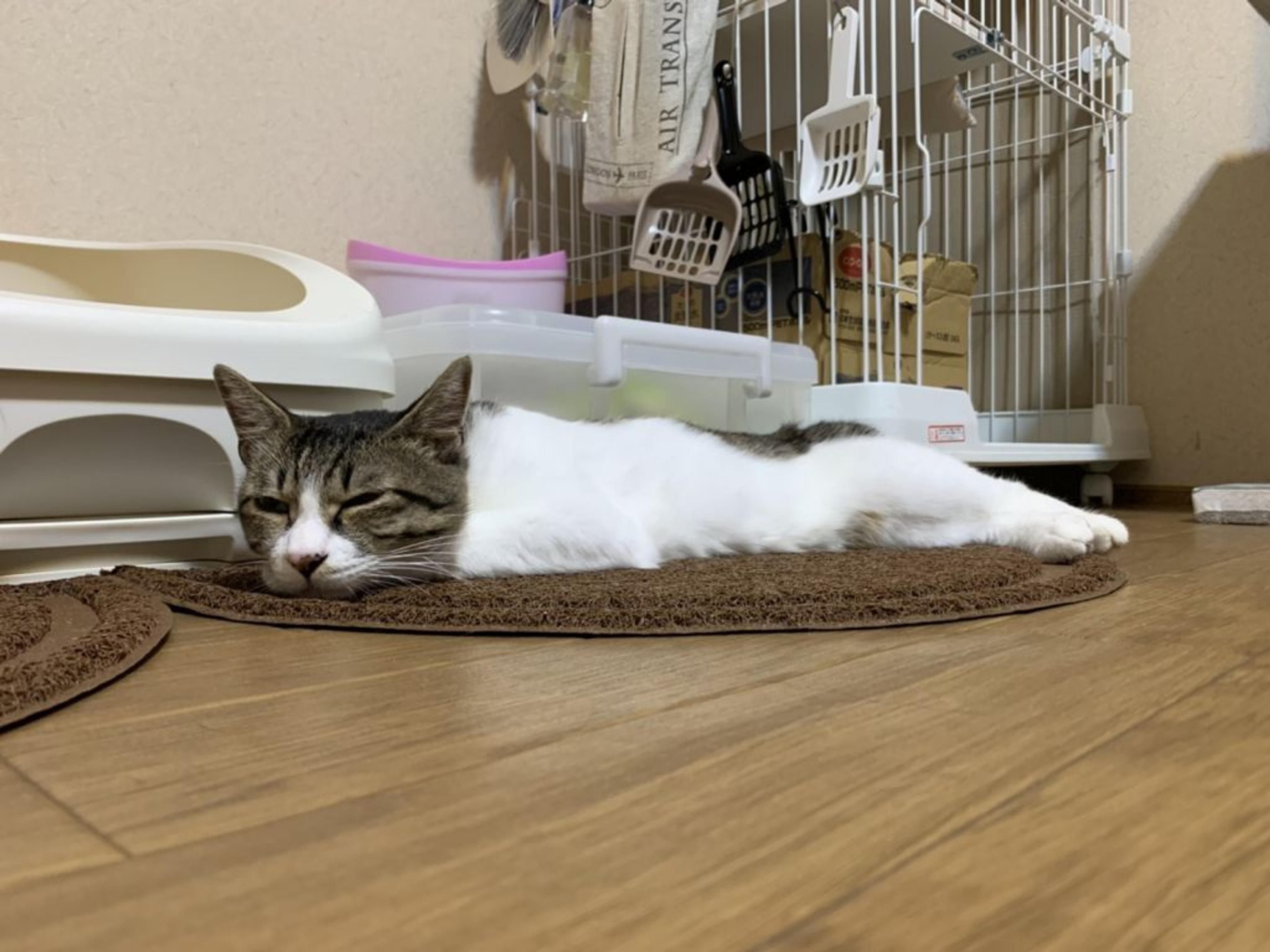 pet-image-5