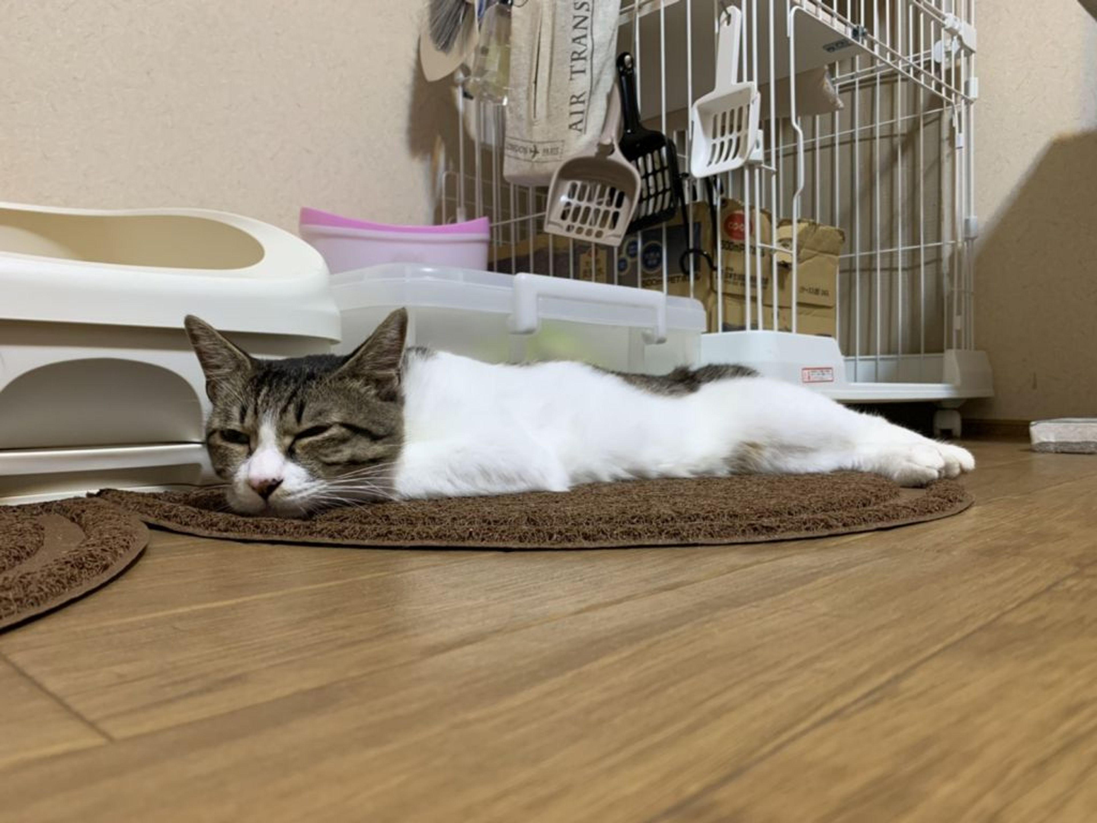 pet-image-5