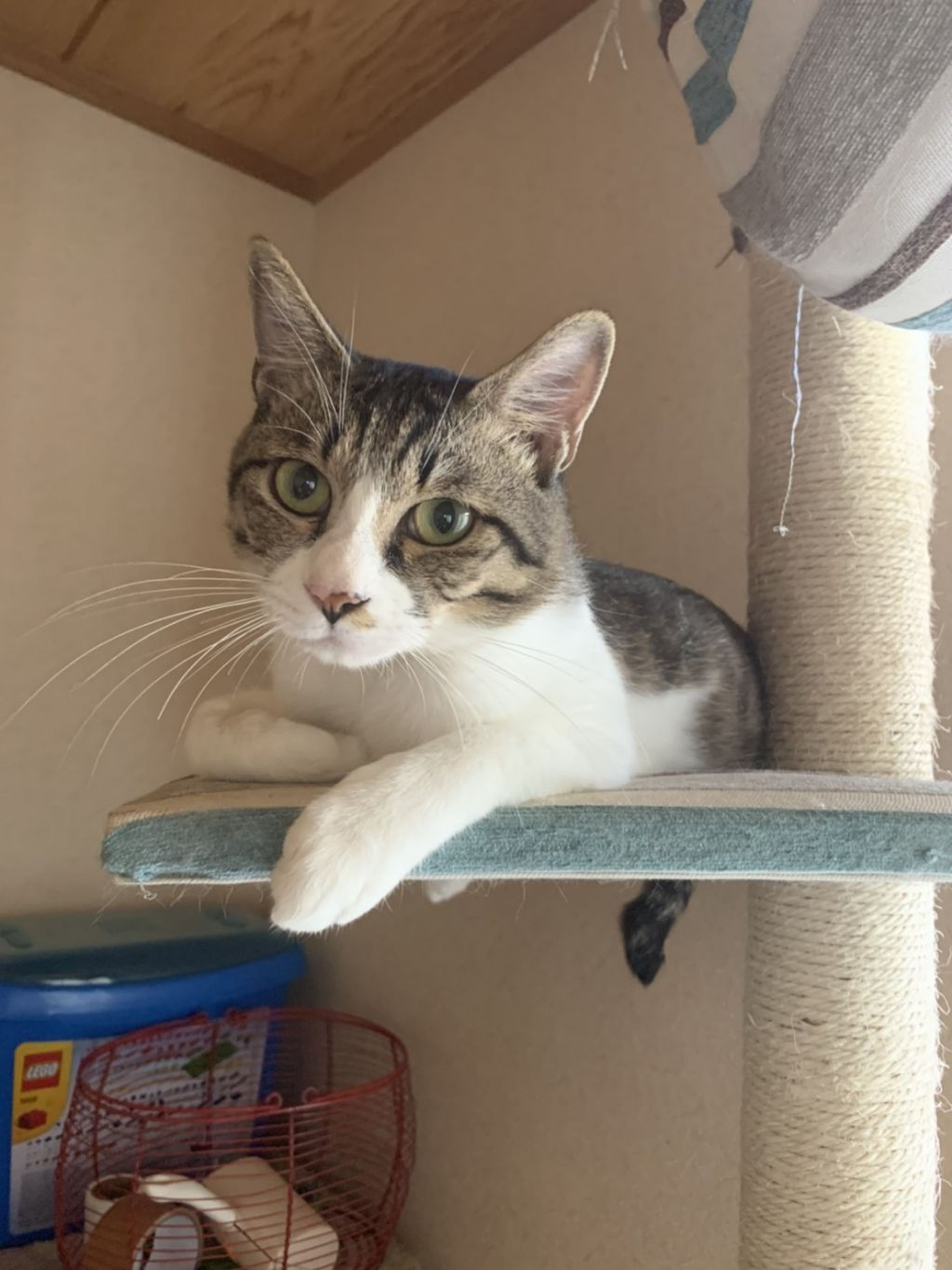 pet-image-6