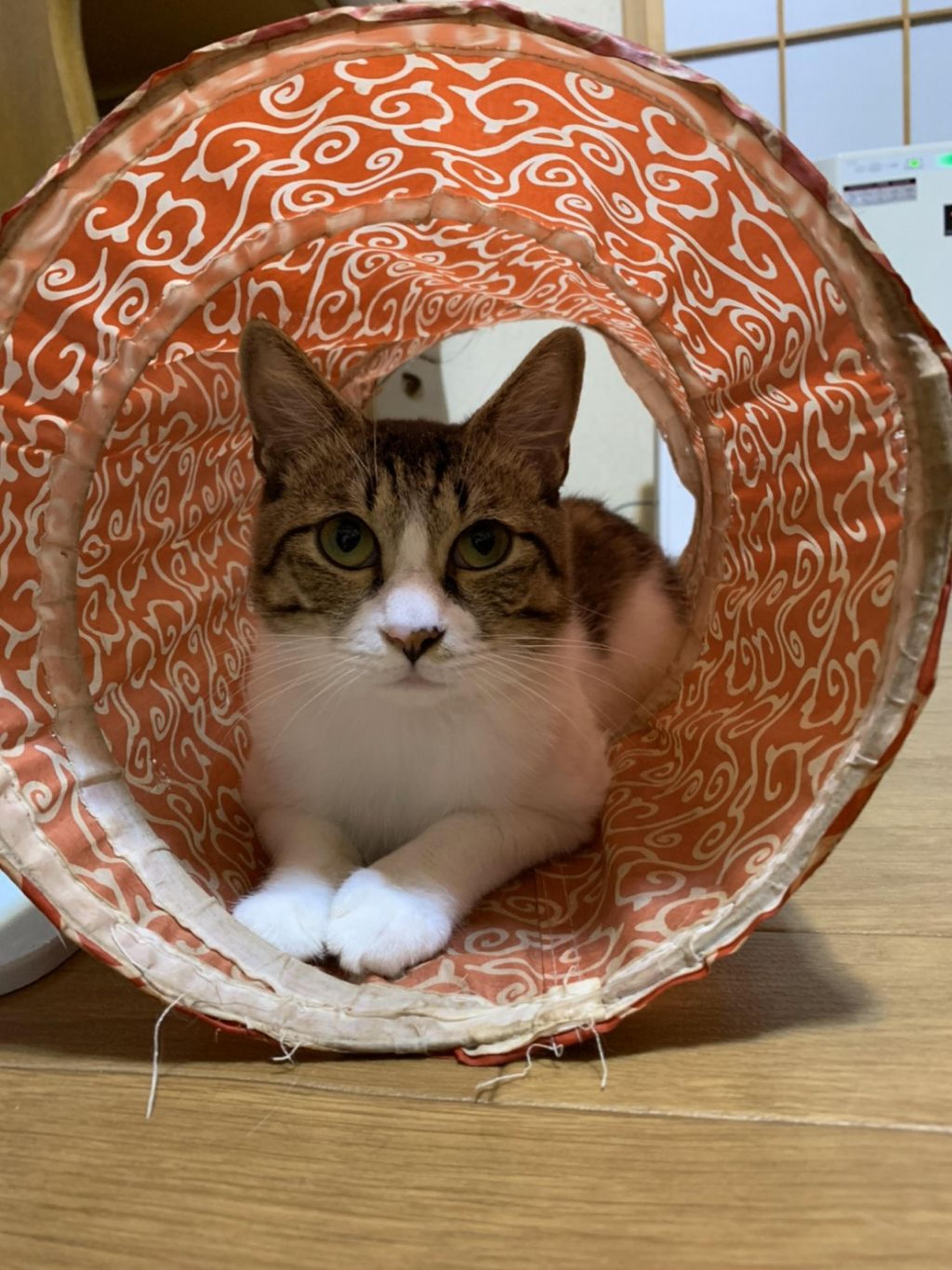 pet-image-7