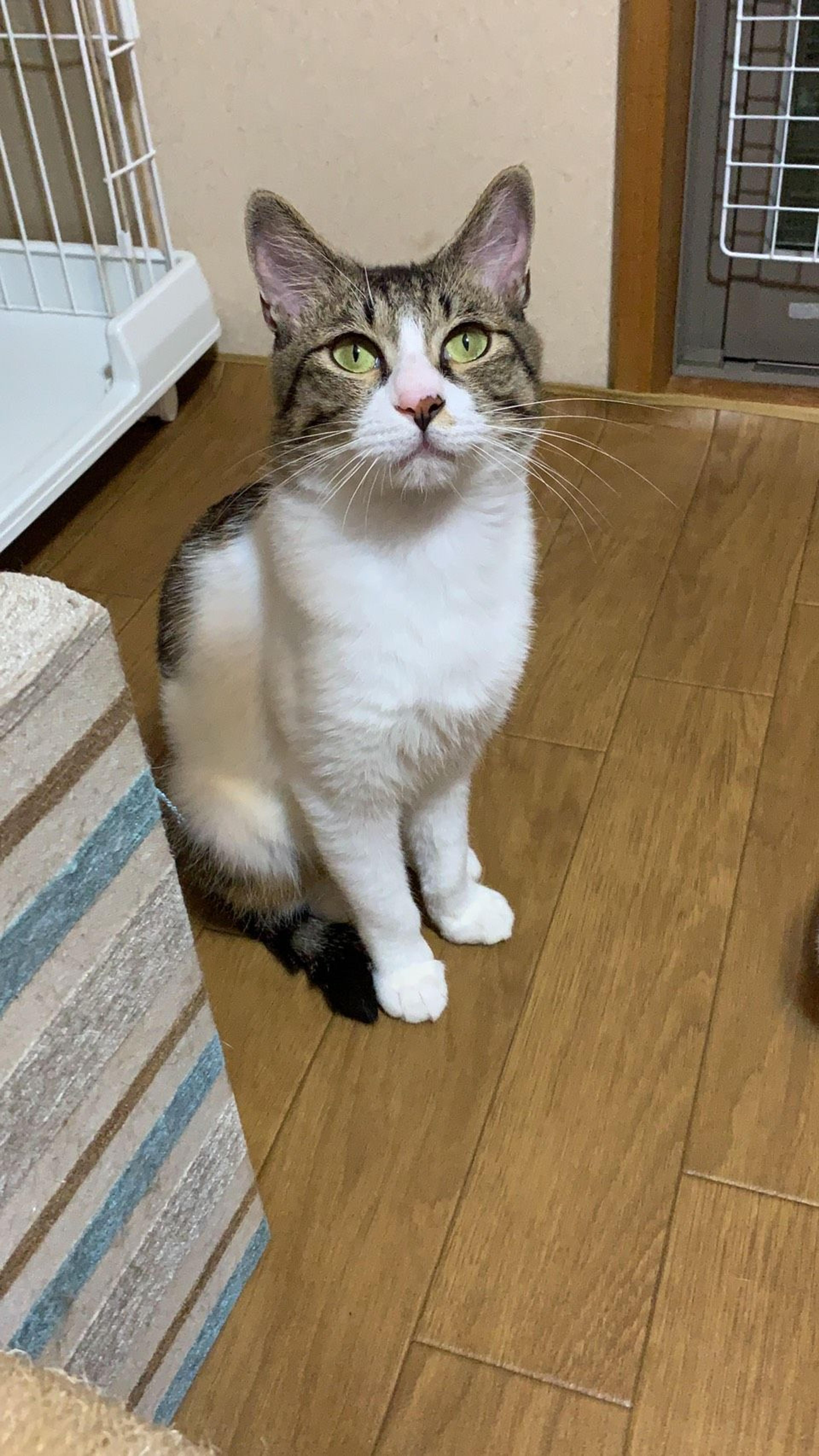pet-image-8
