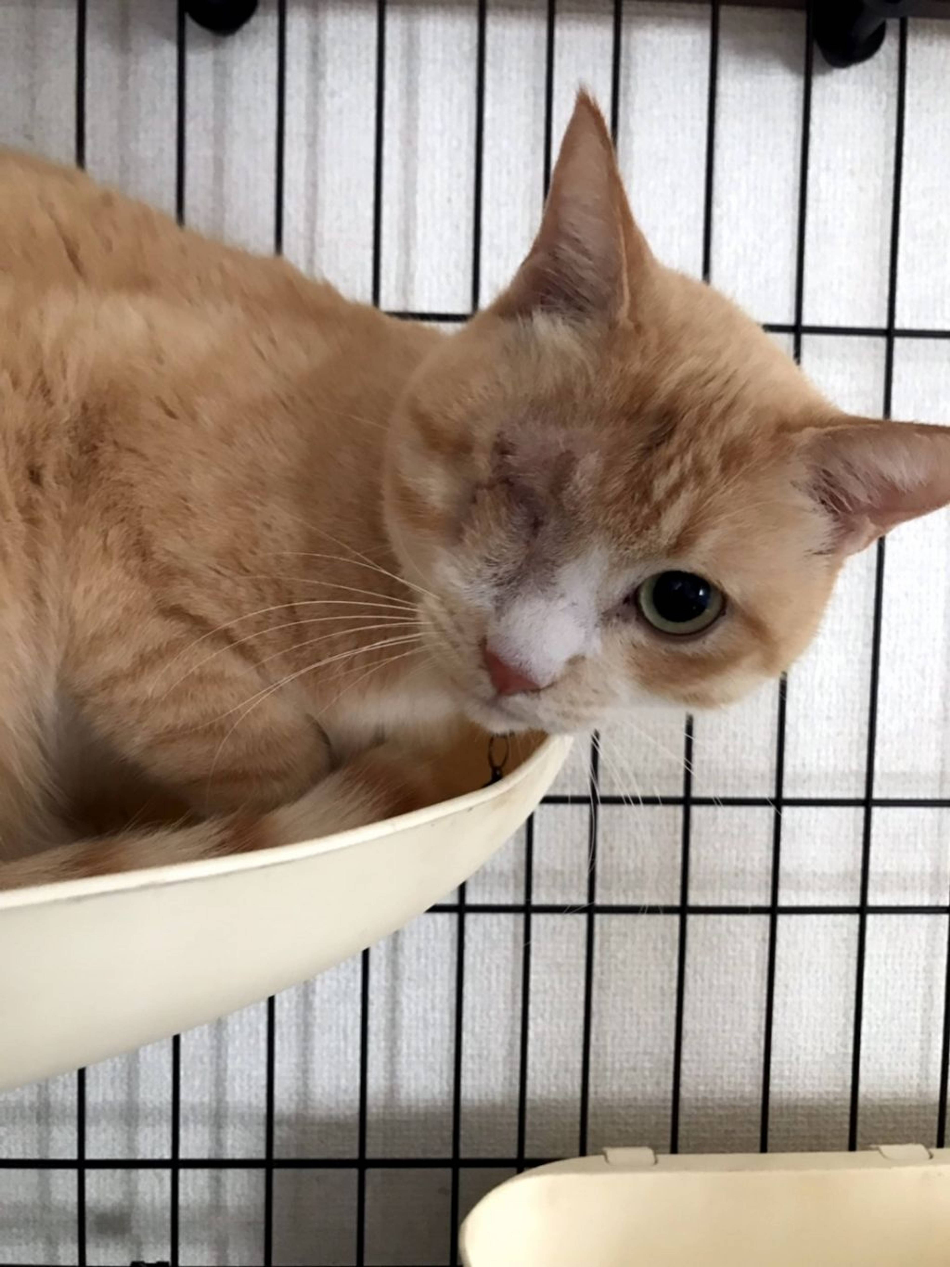 雑種（ミックス猫）・オスの里親募集の写真