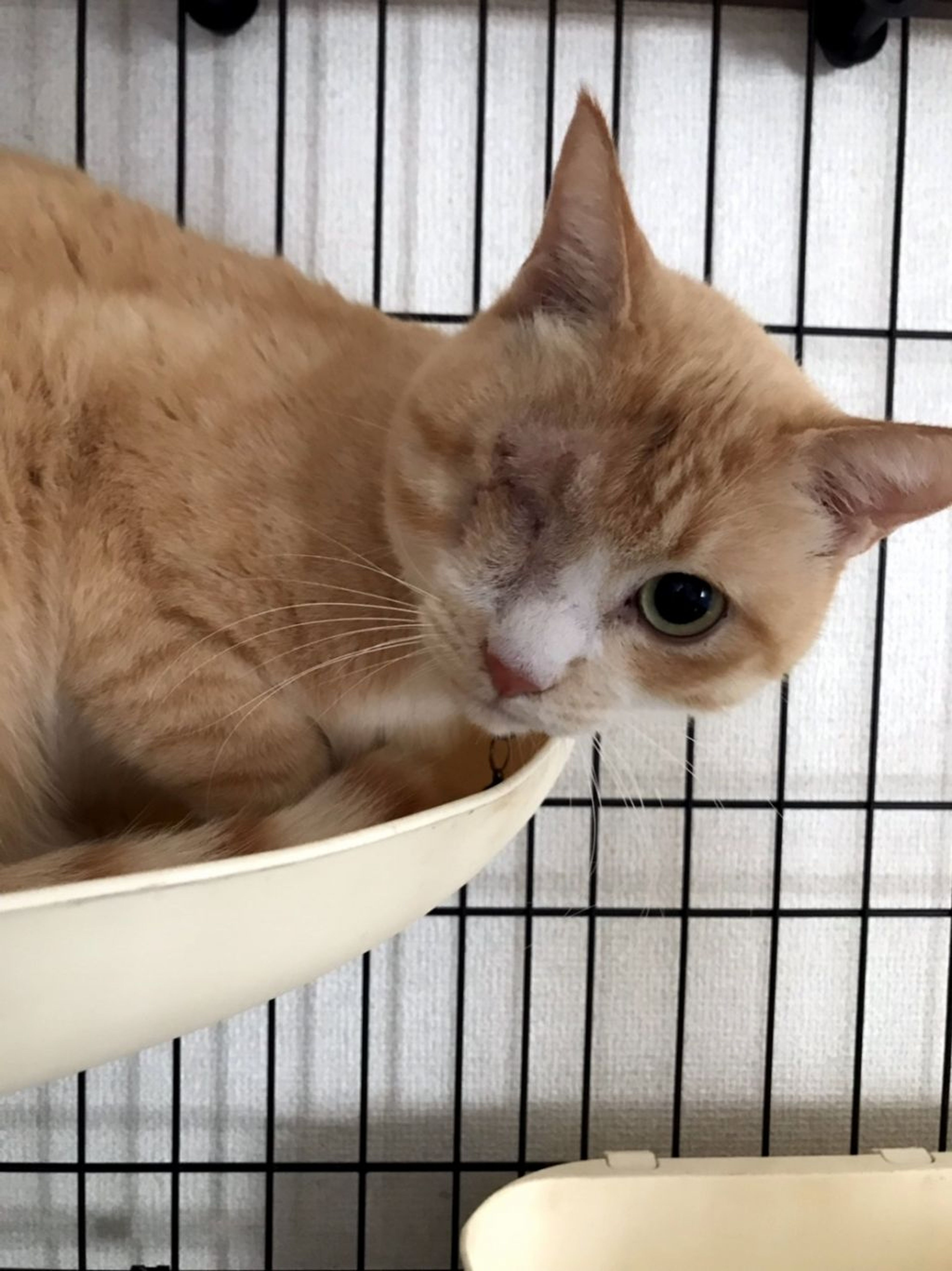 雑種（ミックス猫）・オスの里親募集の写真