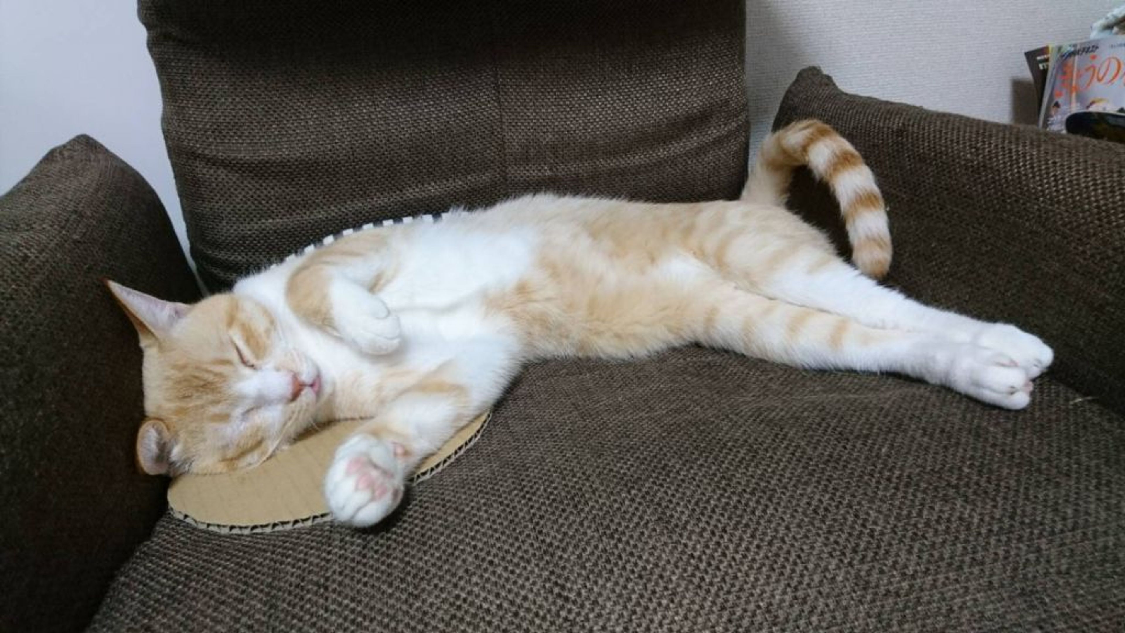 pet-image-3