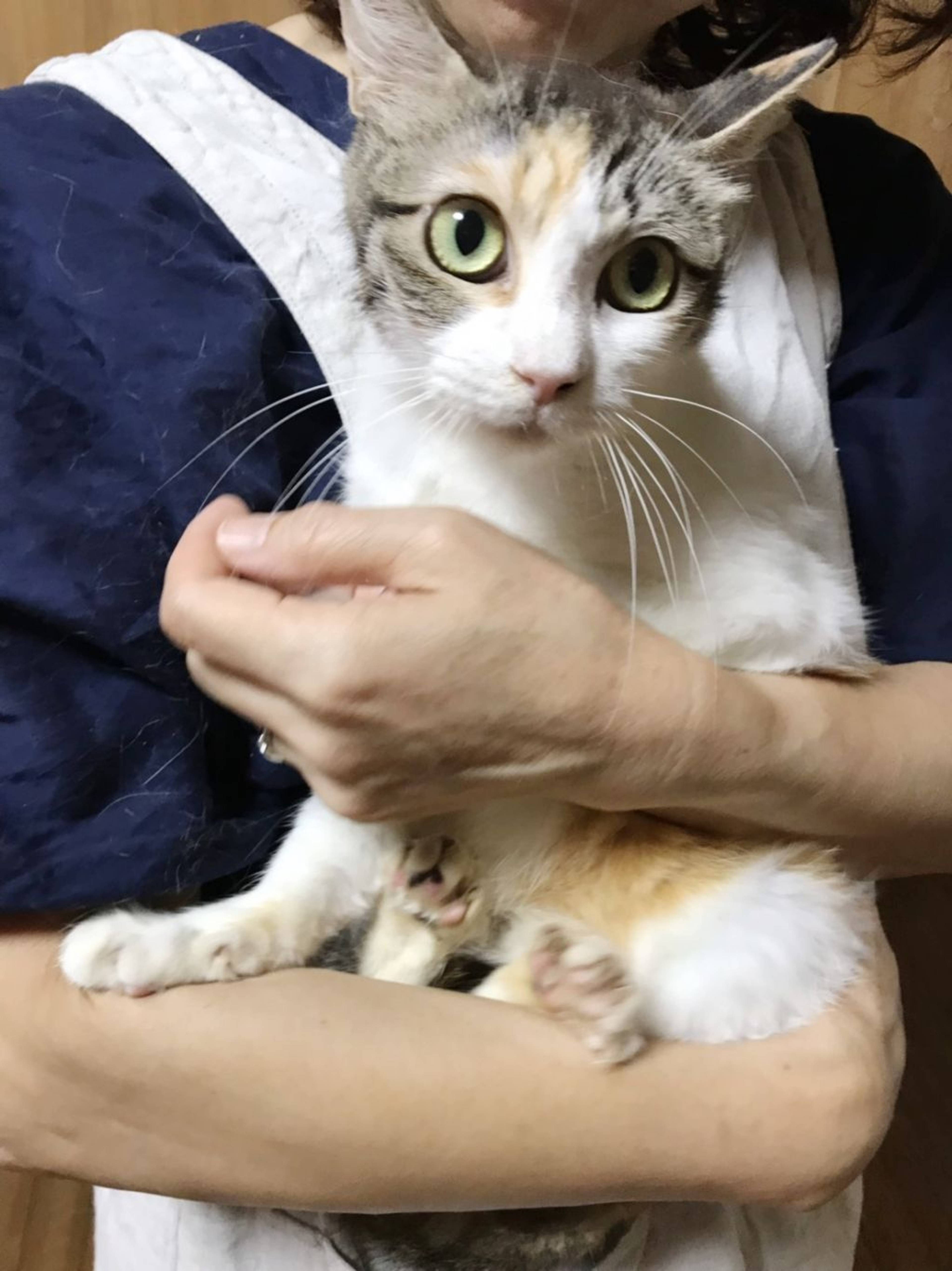 雑種（ミックス猫）・メスの里親募集の写真