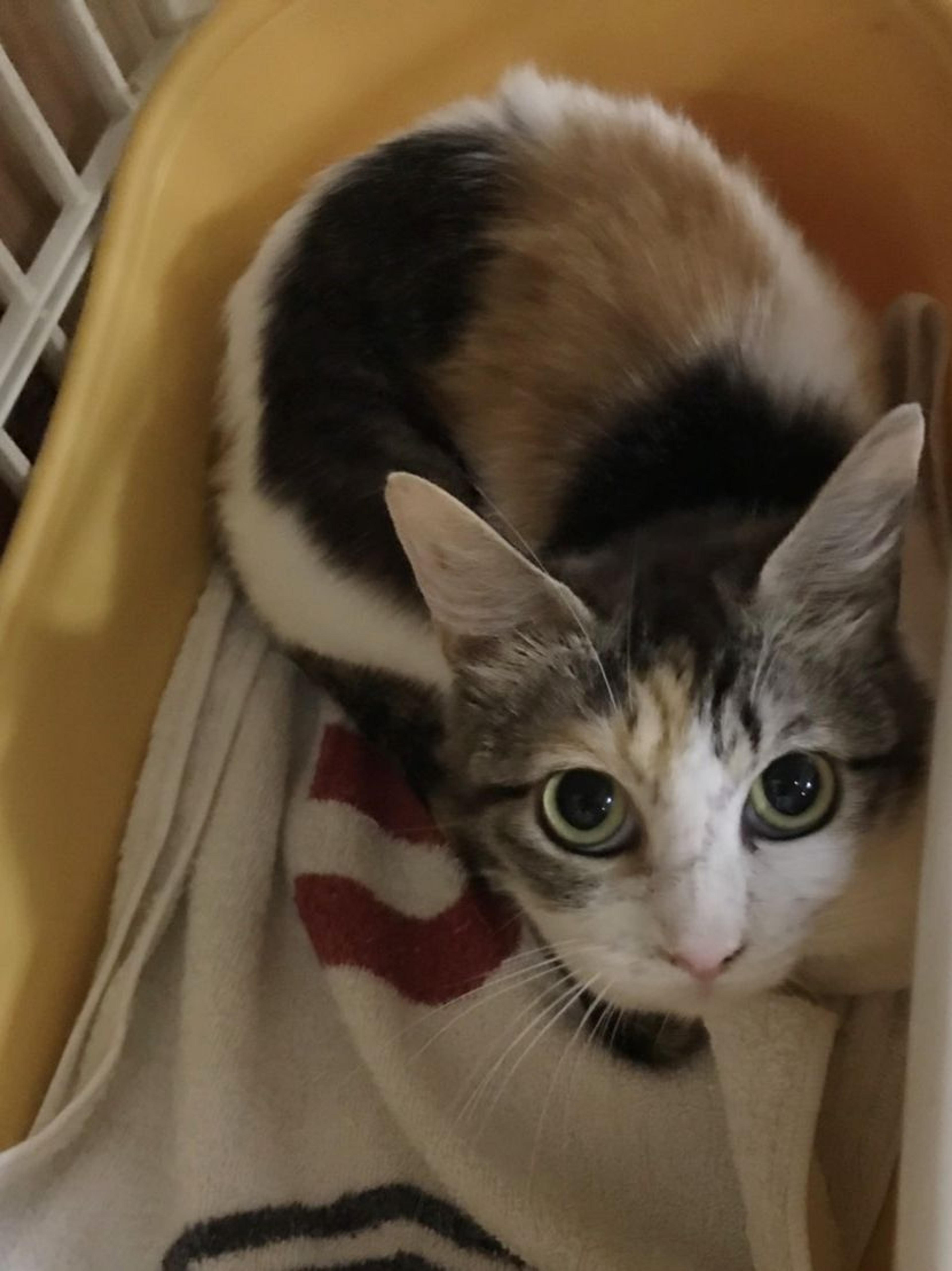 pet-image-3