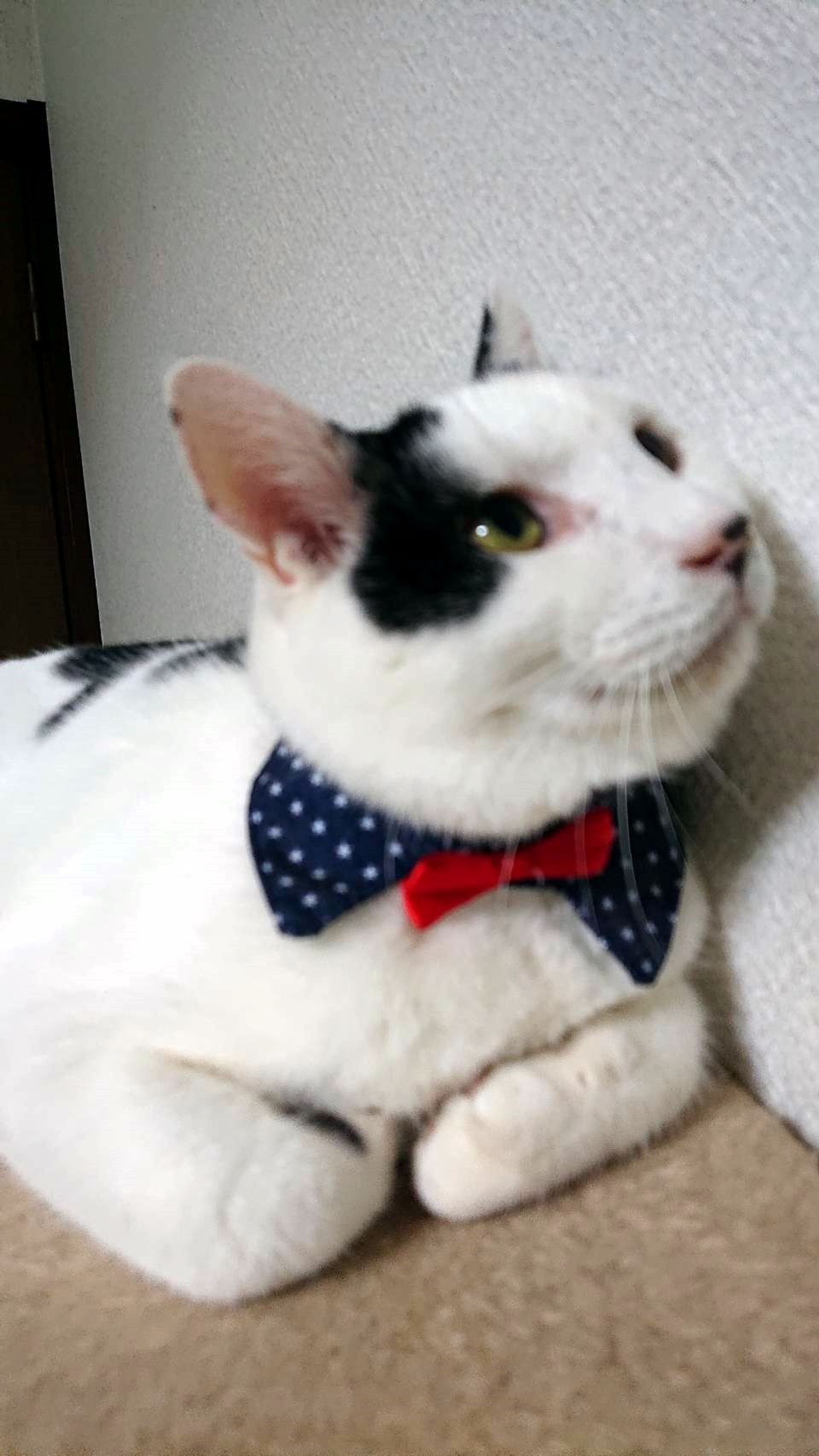 雑種（ミックス猫）・オスの里親募集の写真