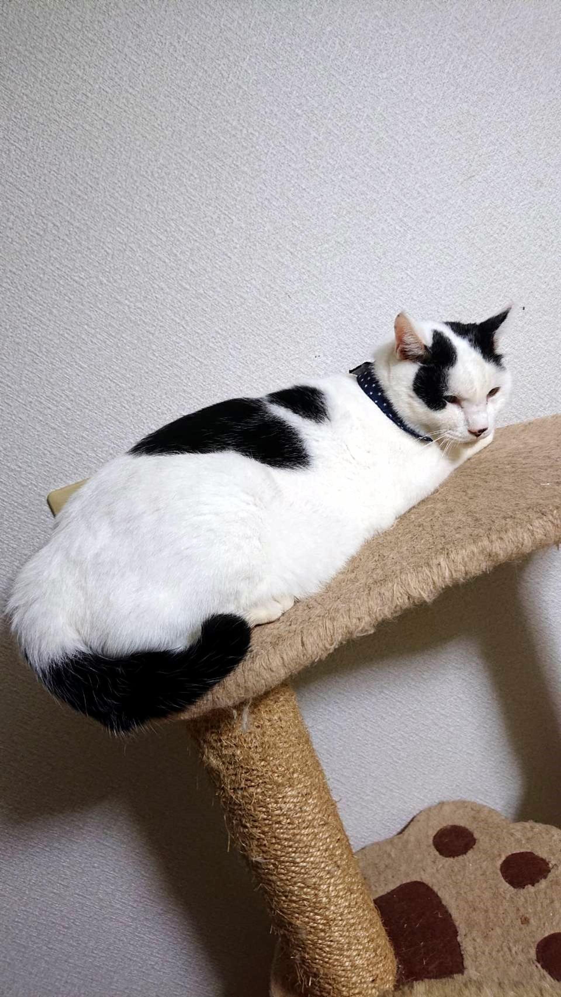 pet-image-4