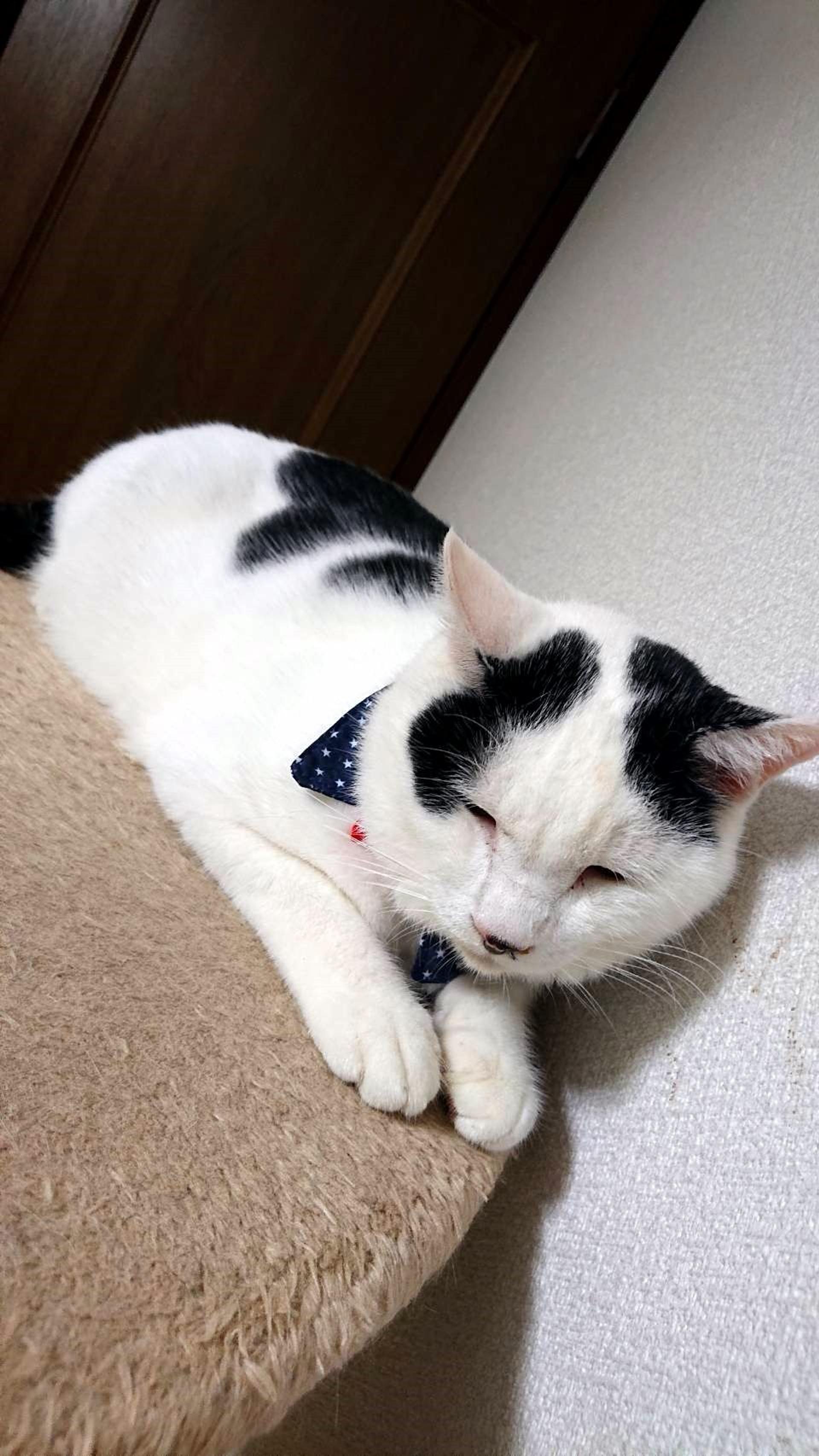 pet-image-5