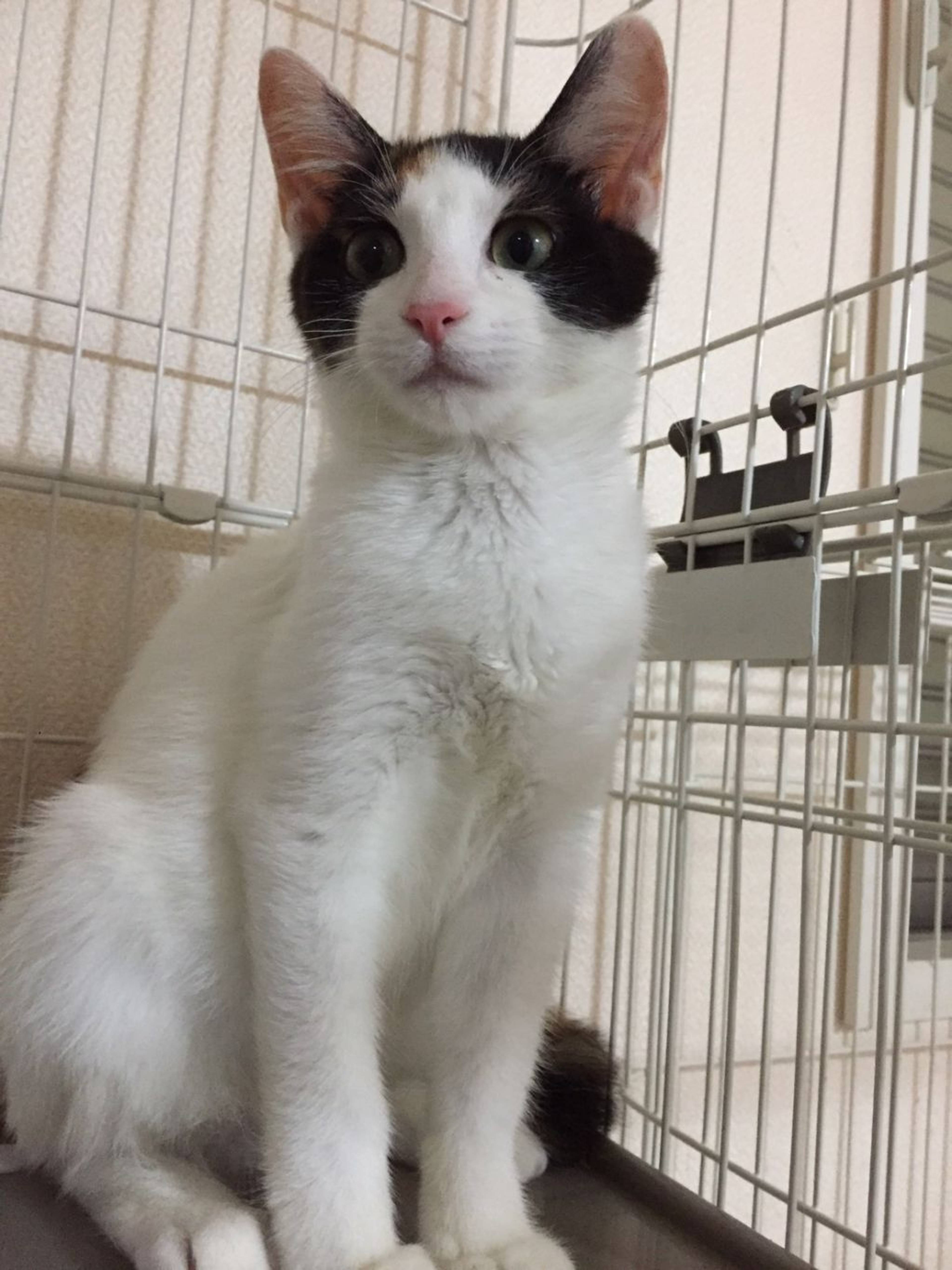 雑種（ミックス猫）・メスの里親募集の写真