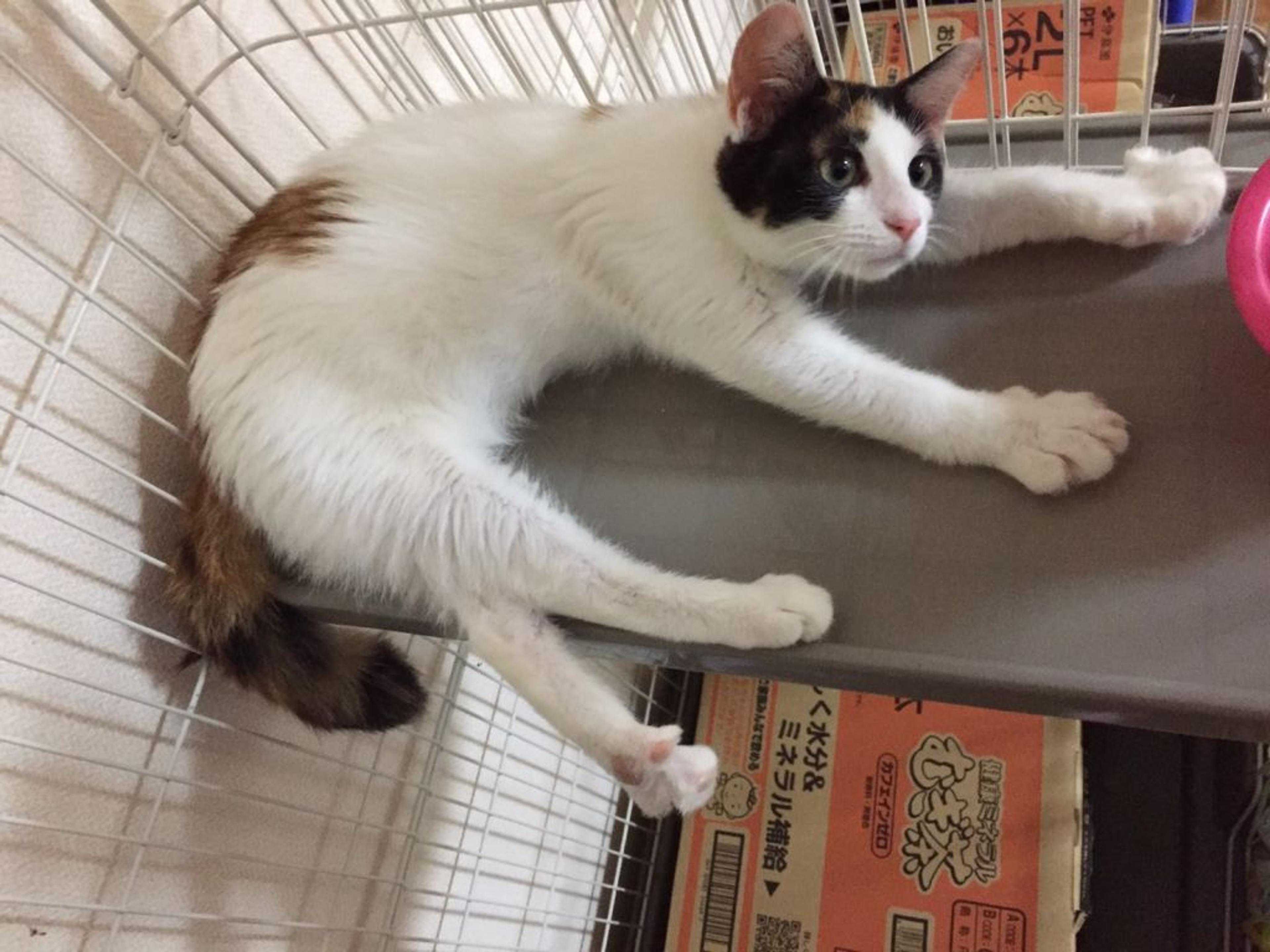pet-image-2