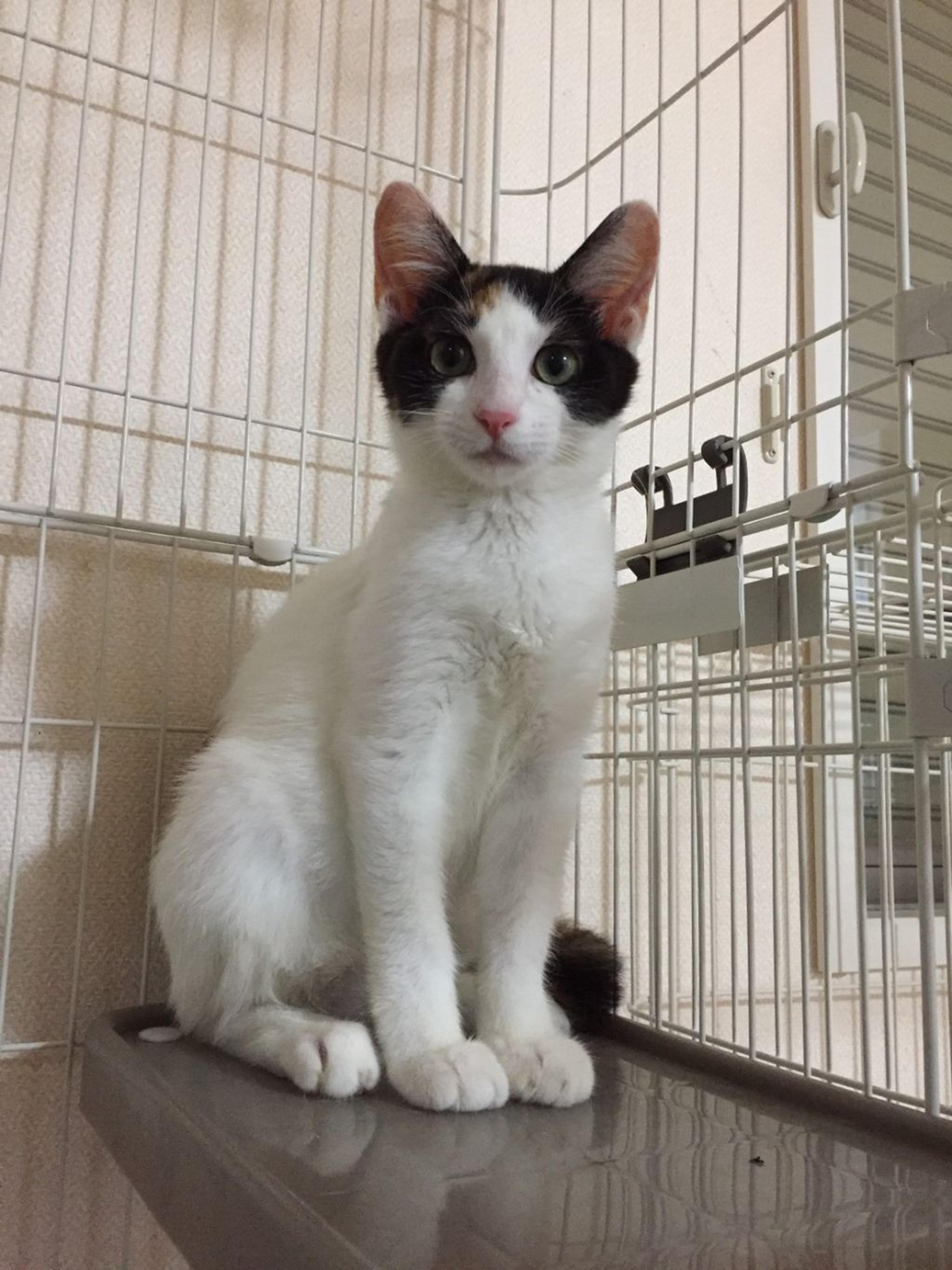 pet-image-3