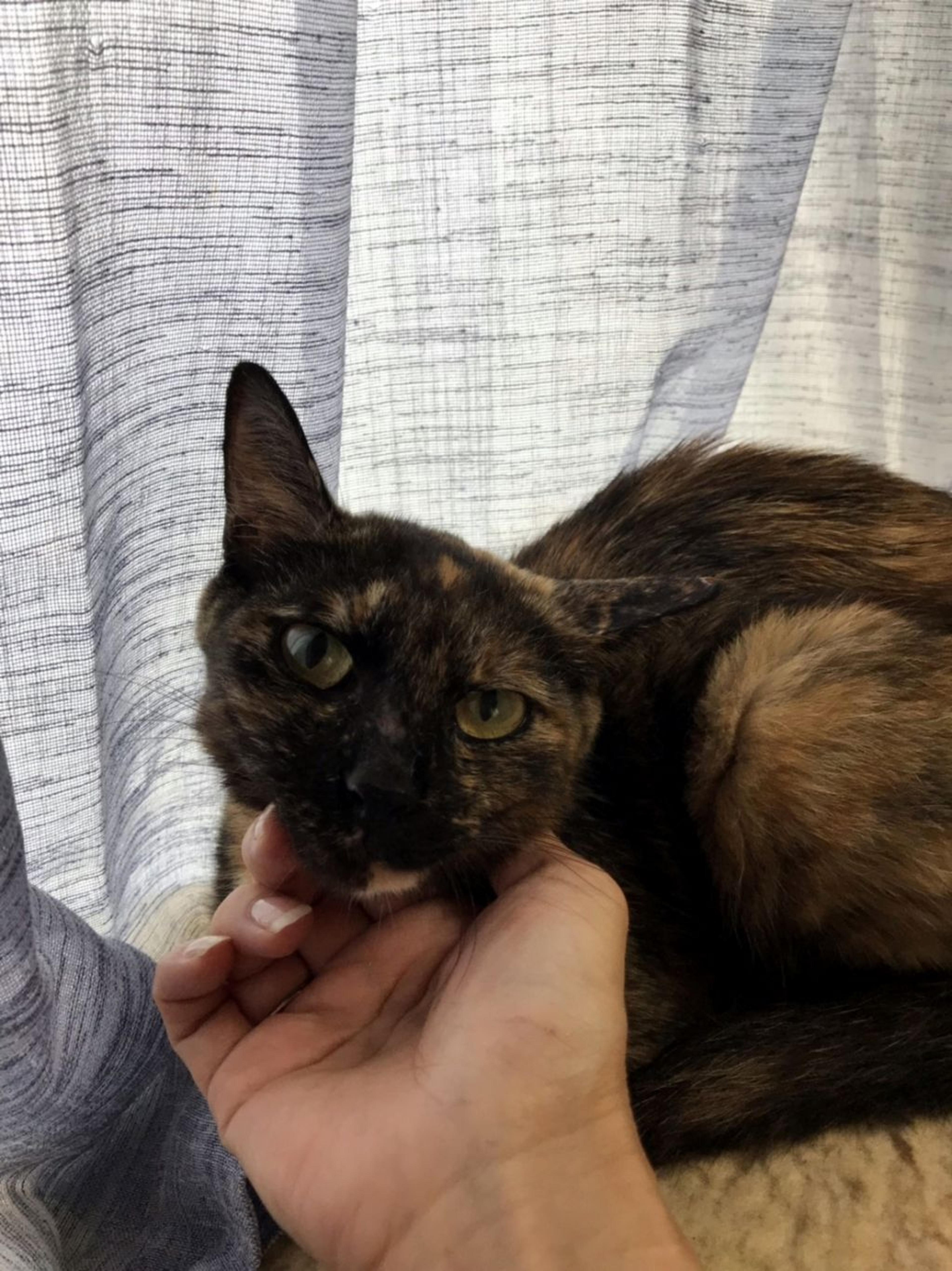 pet-image-5