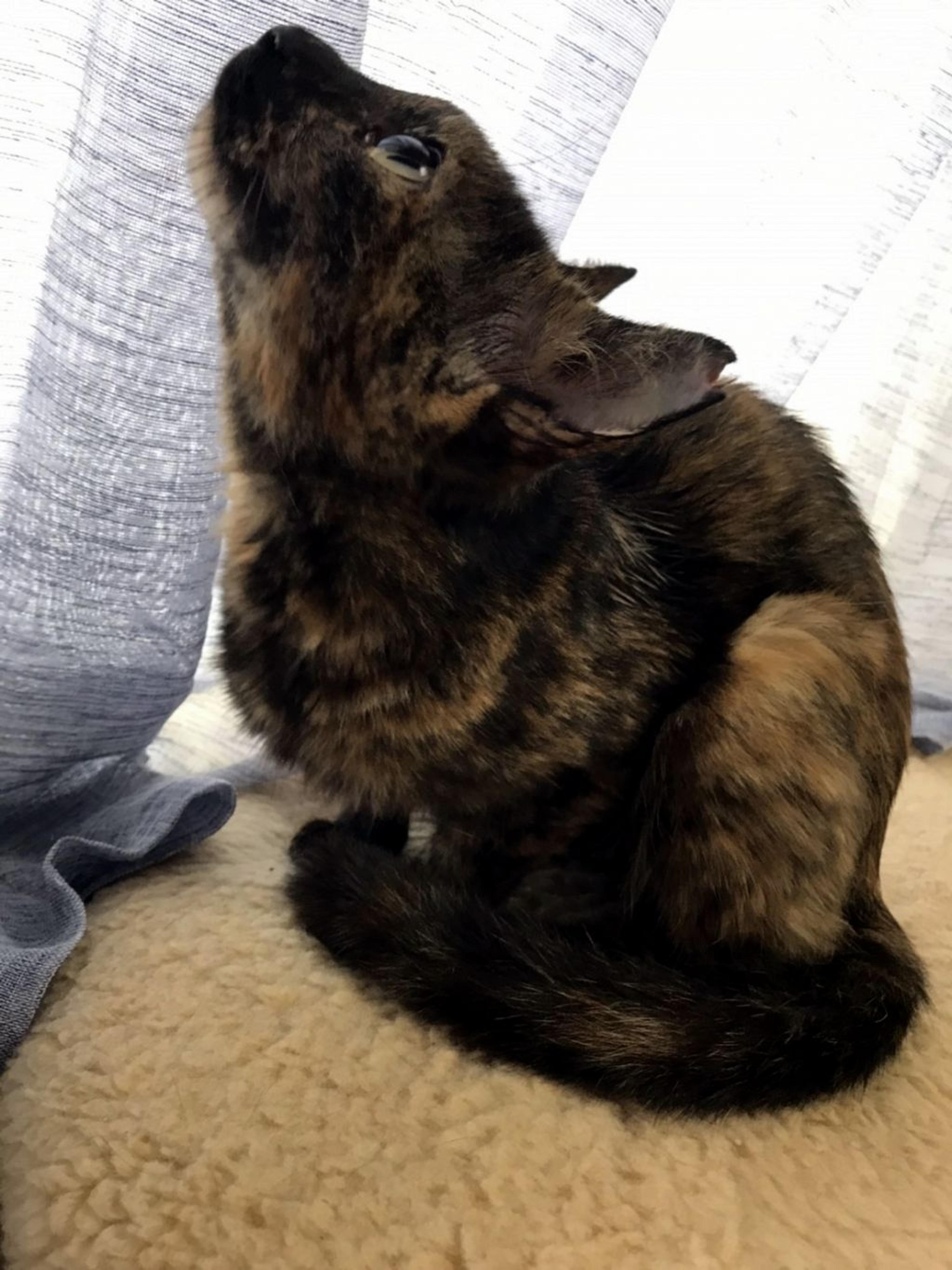 pet-image-7