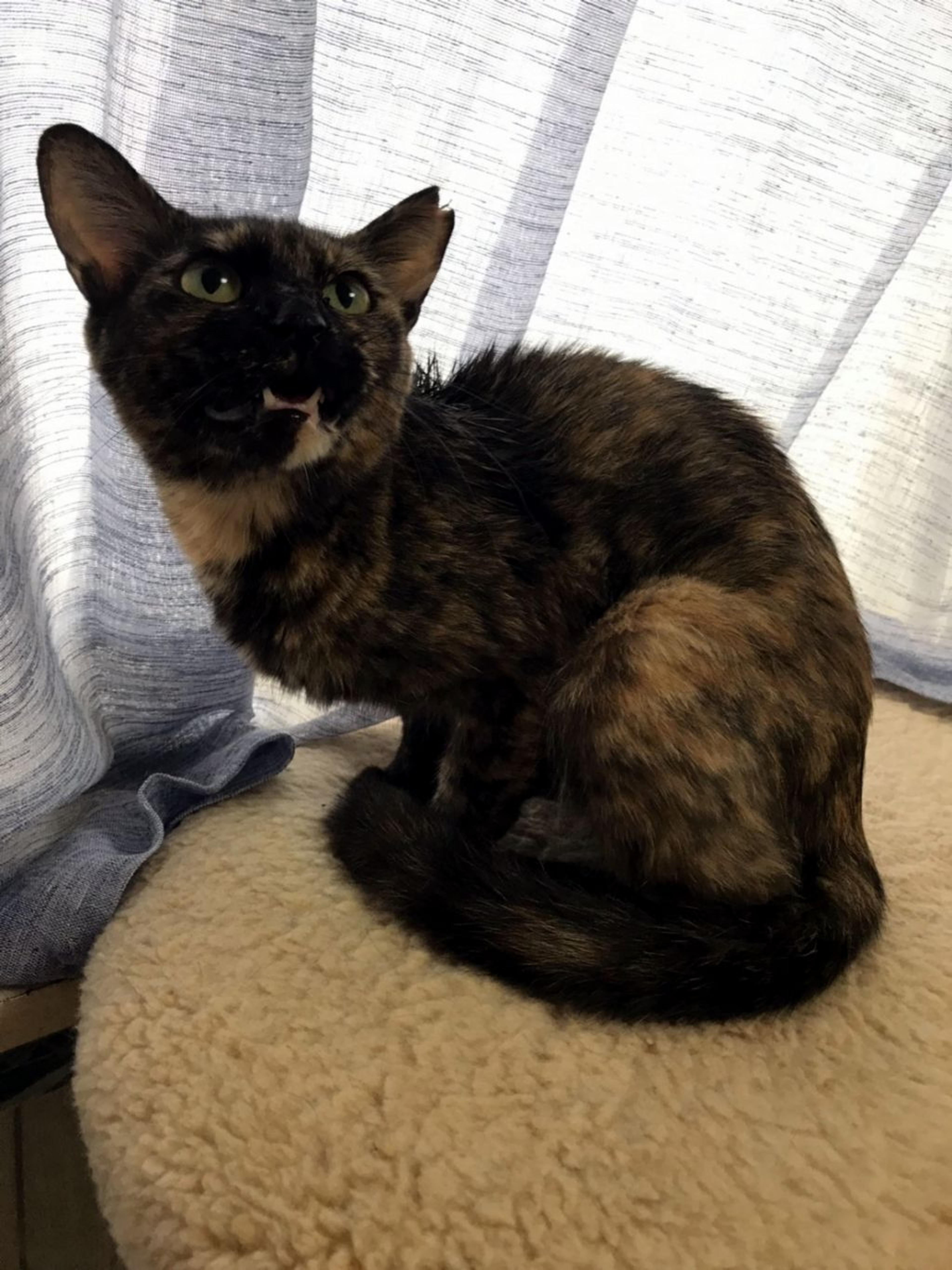 pet-image-9