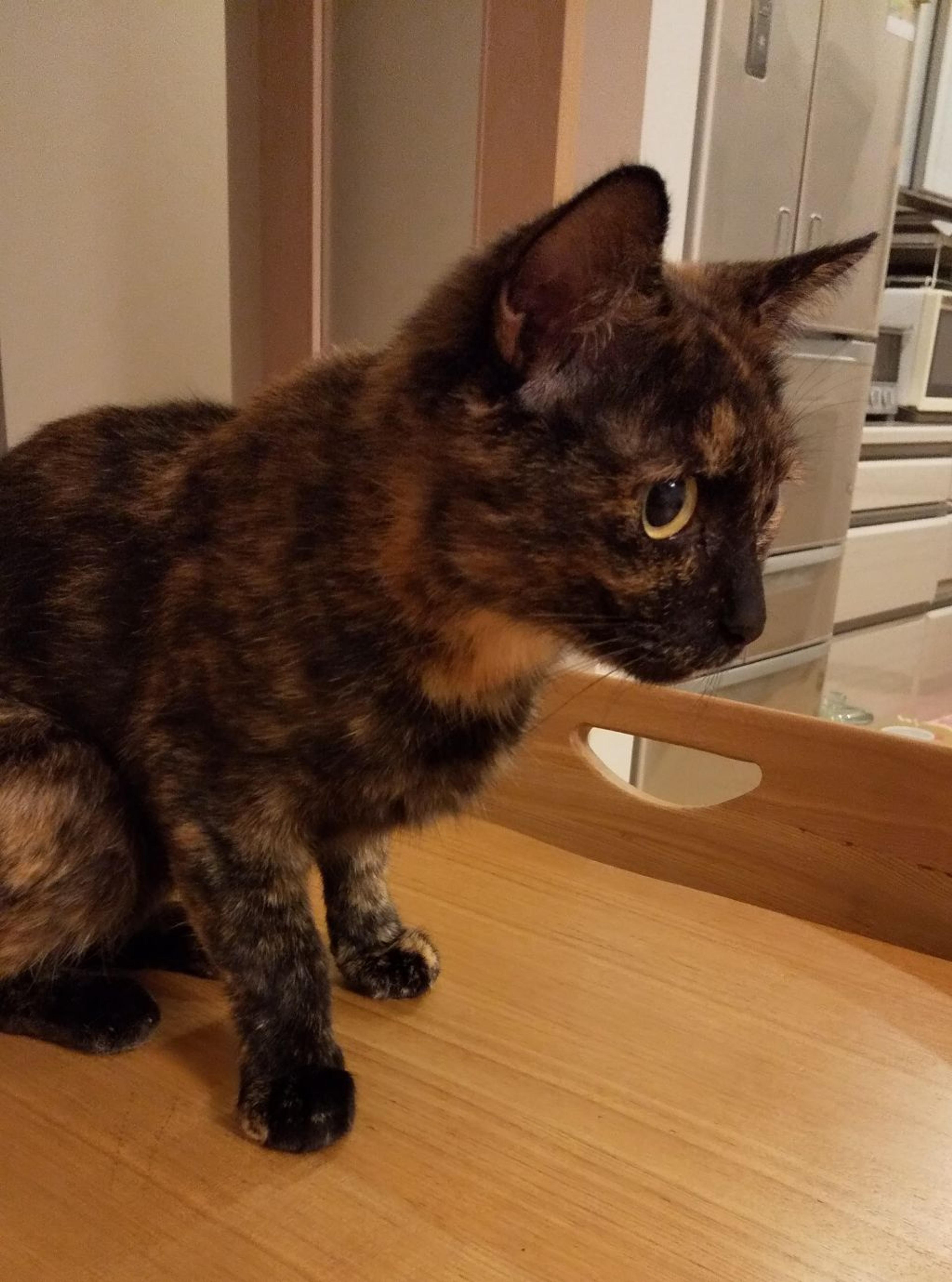 pet-image-4