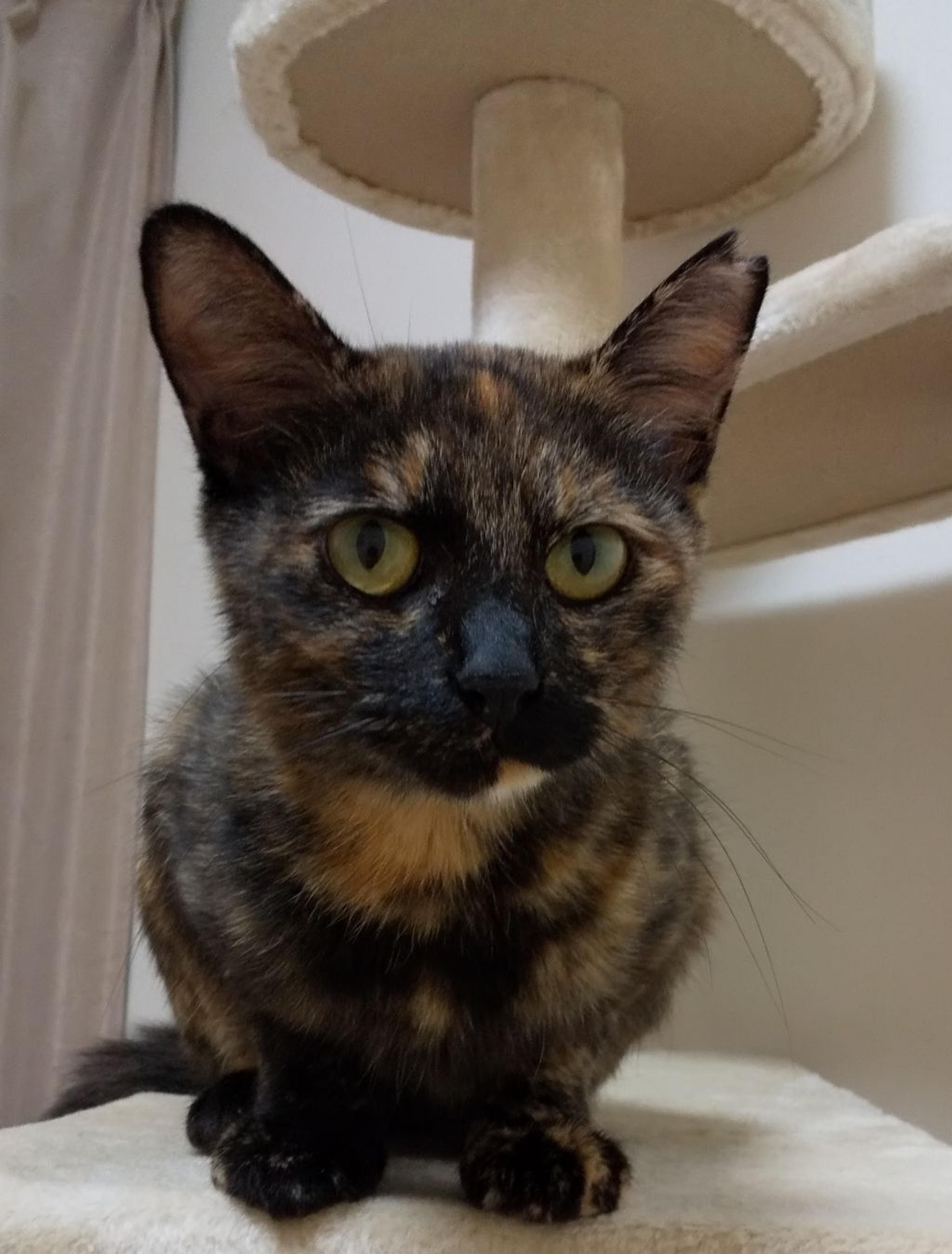 pet-image-8