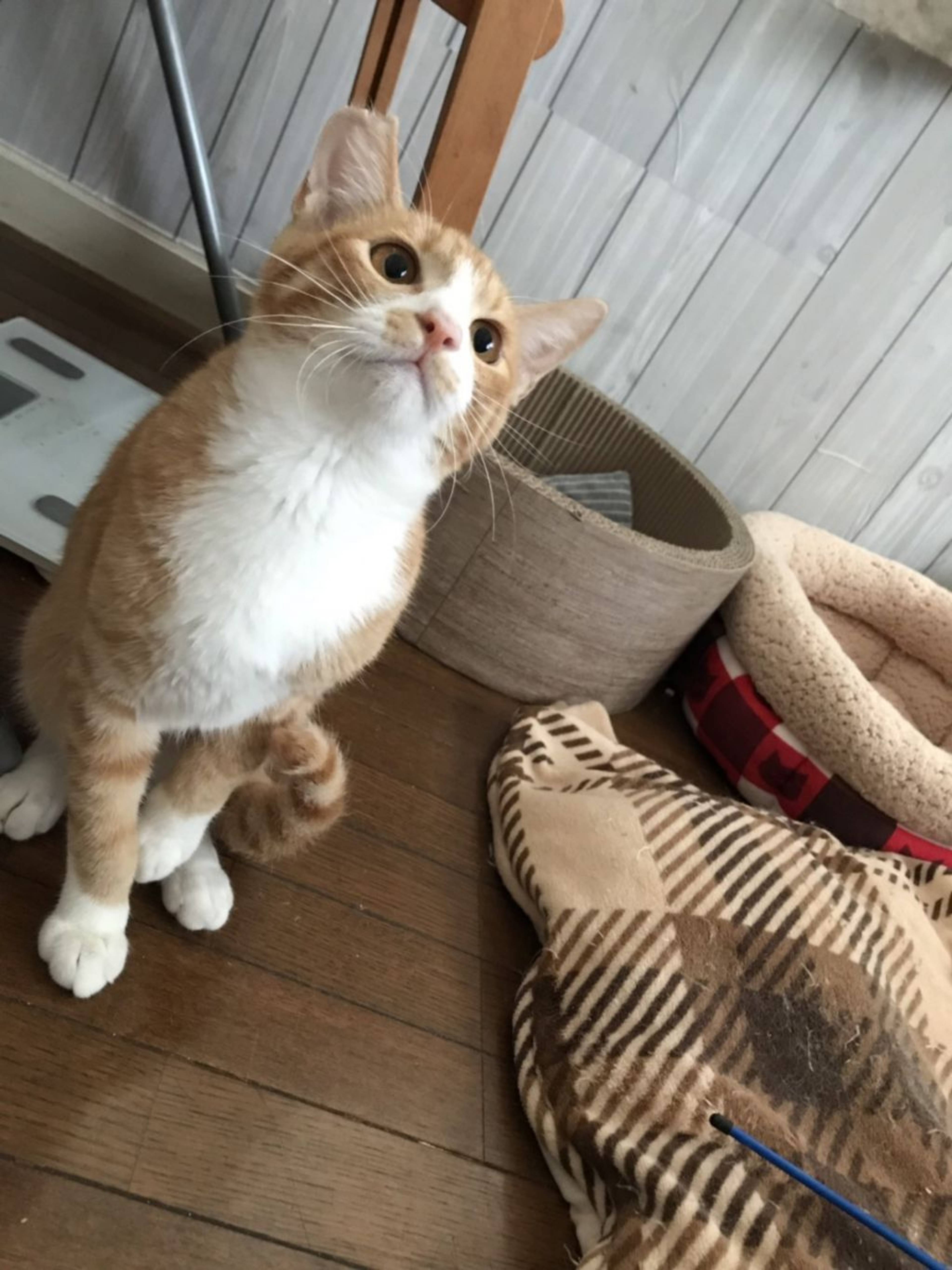 雑種（ミックス猫）・オスの里親募集の写真