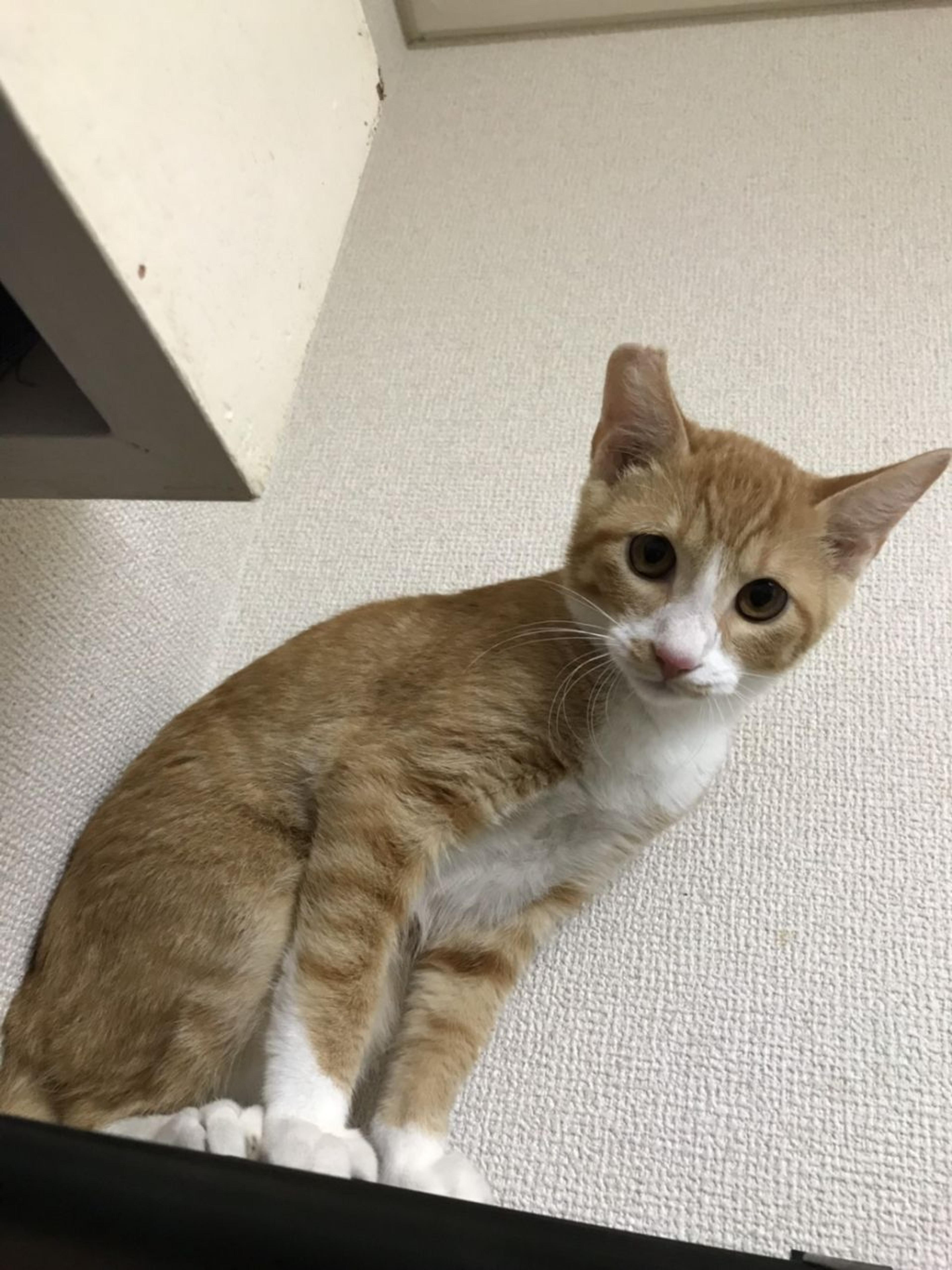 pet-image-2