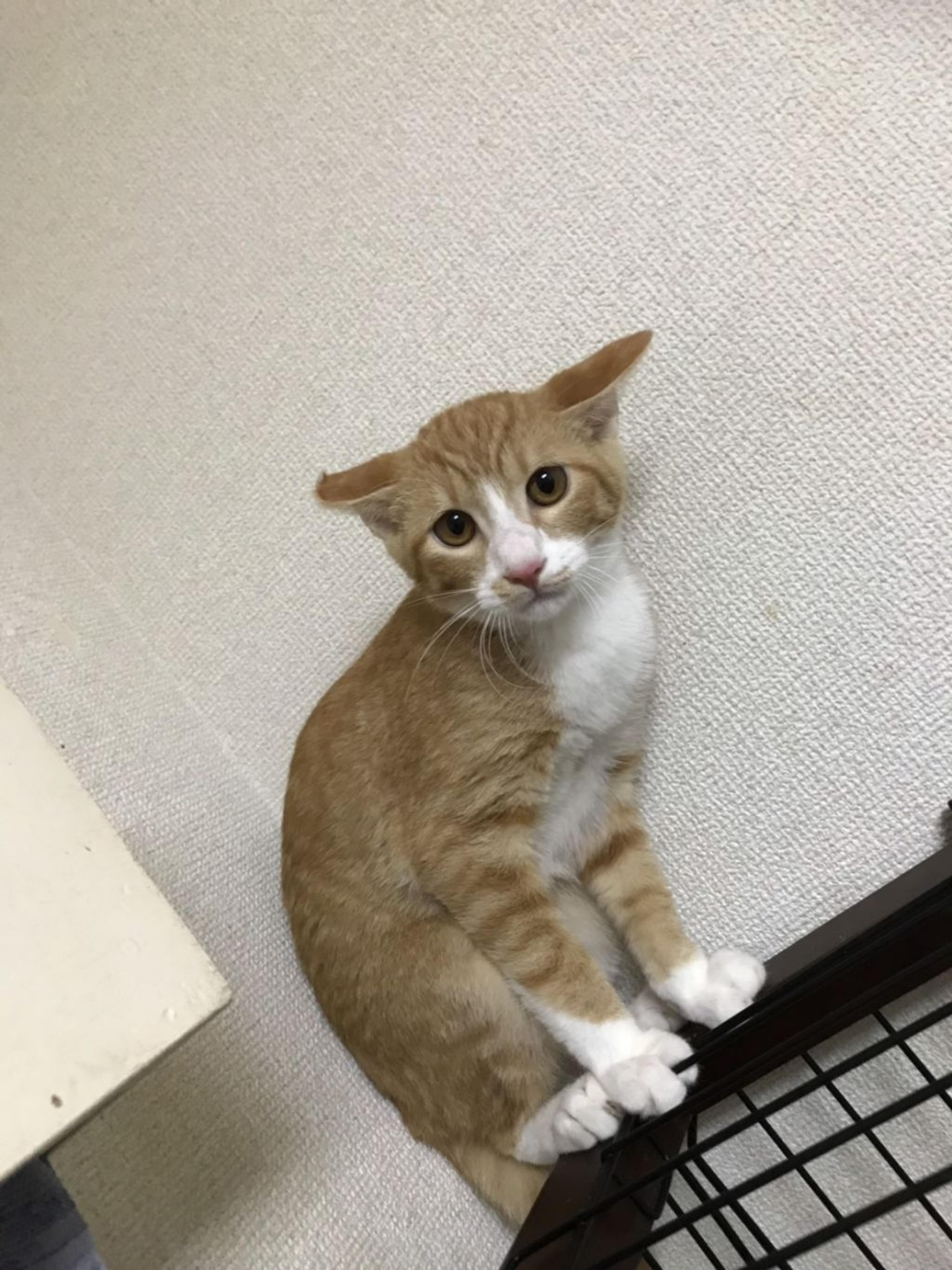 pet-image-4