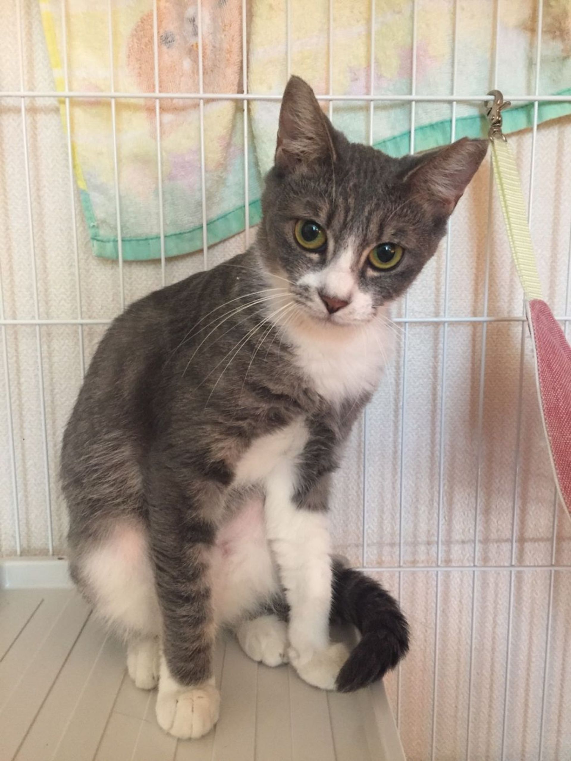 雑種（ミックス猫）・メスの里親募集の写真