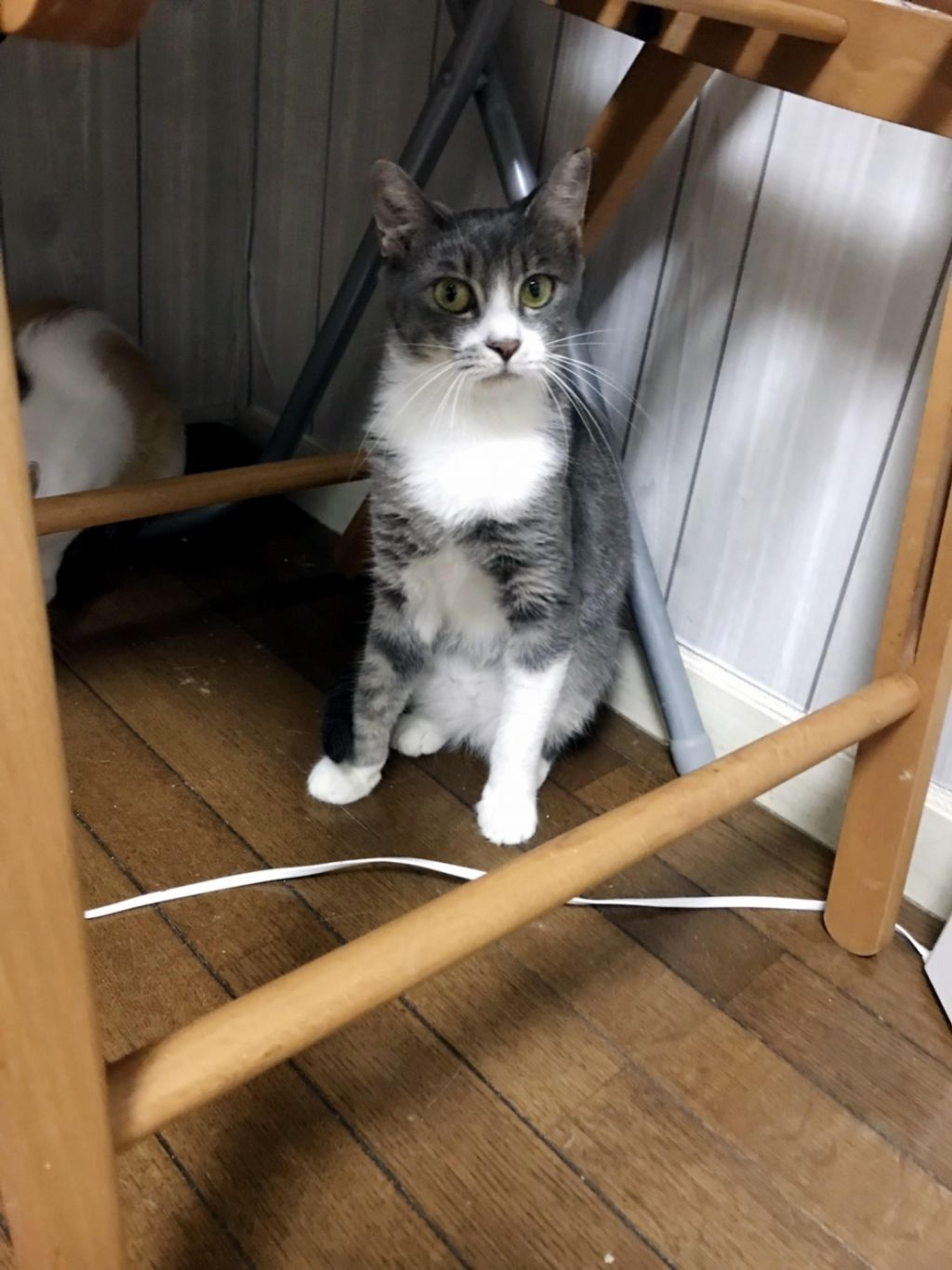 pet-image-7