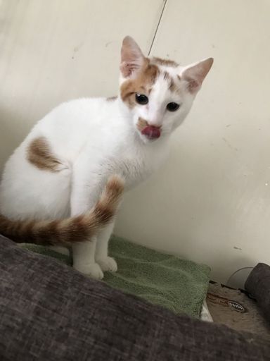 いっちゃんの写真