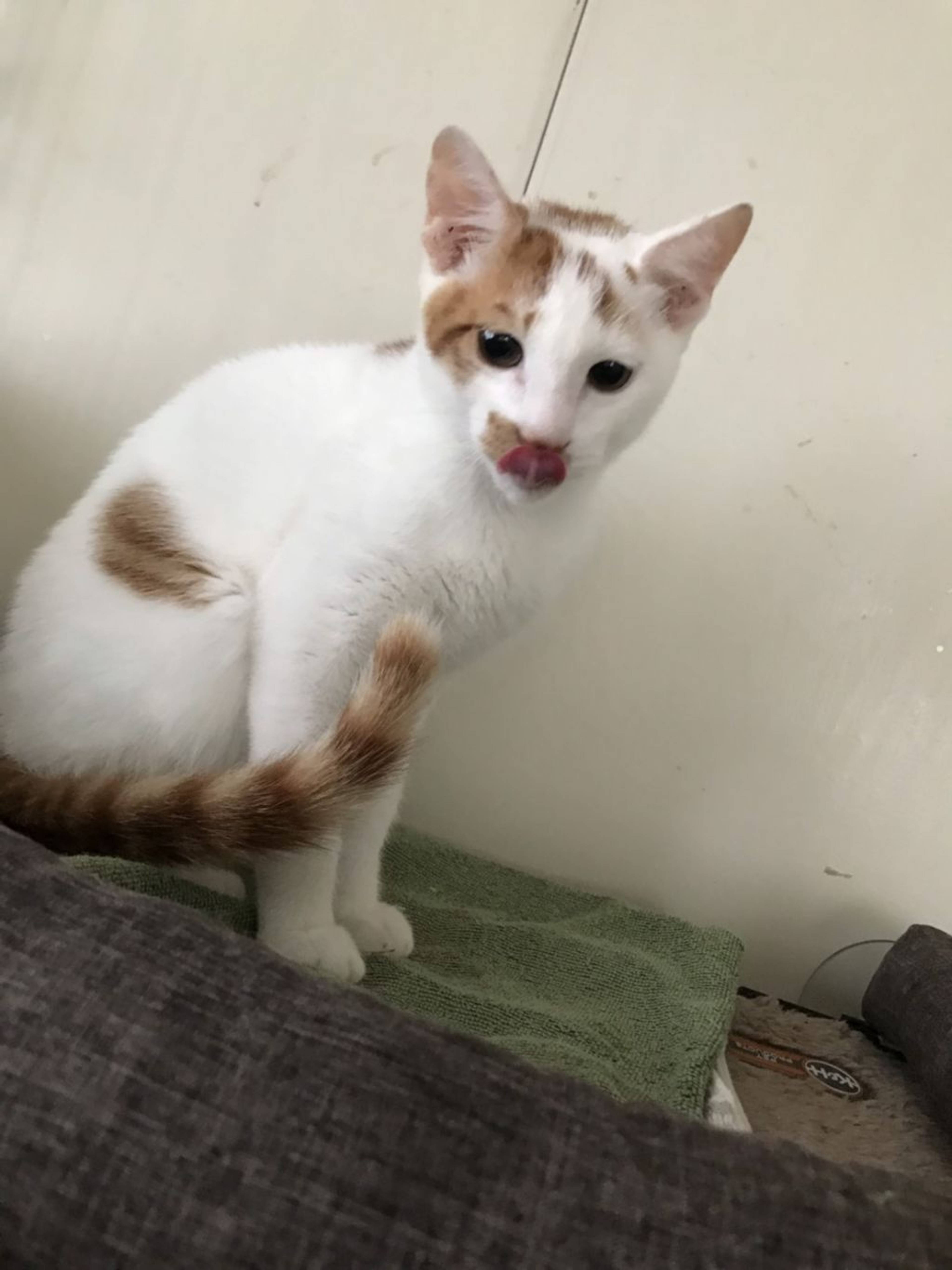 雑種（ミックス猫）・オスの里親募集の写真