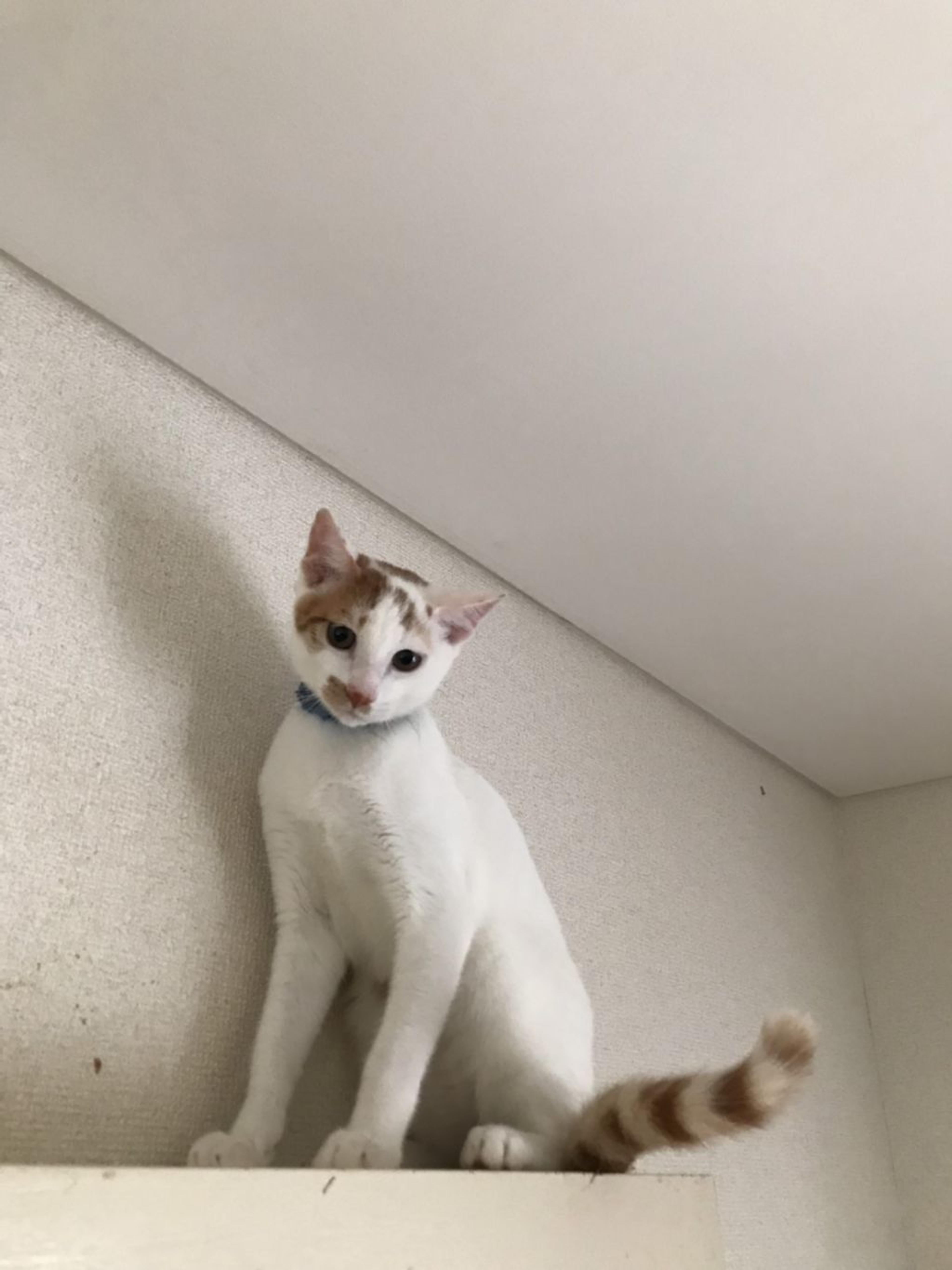 pet-image-3