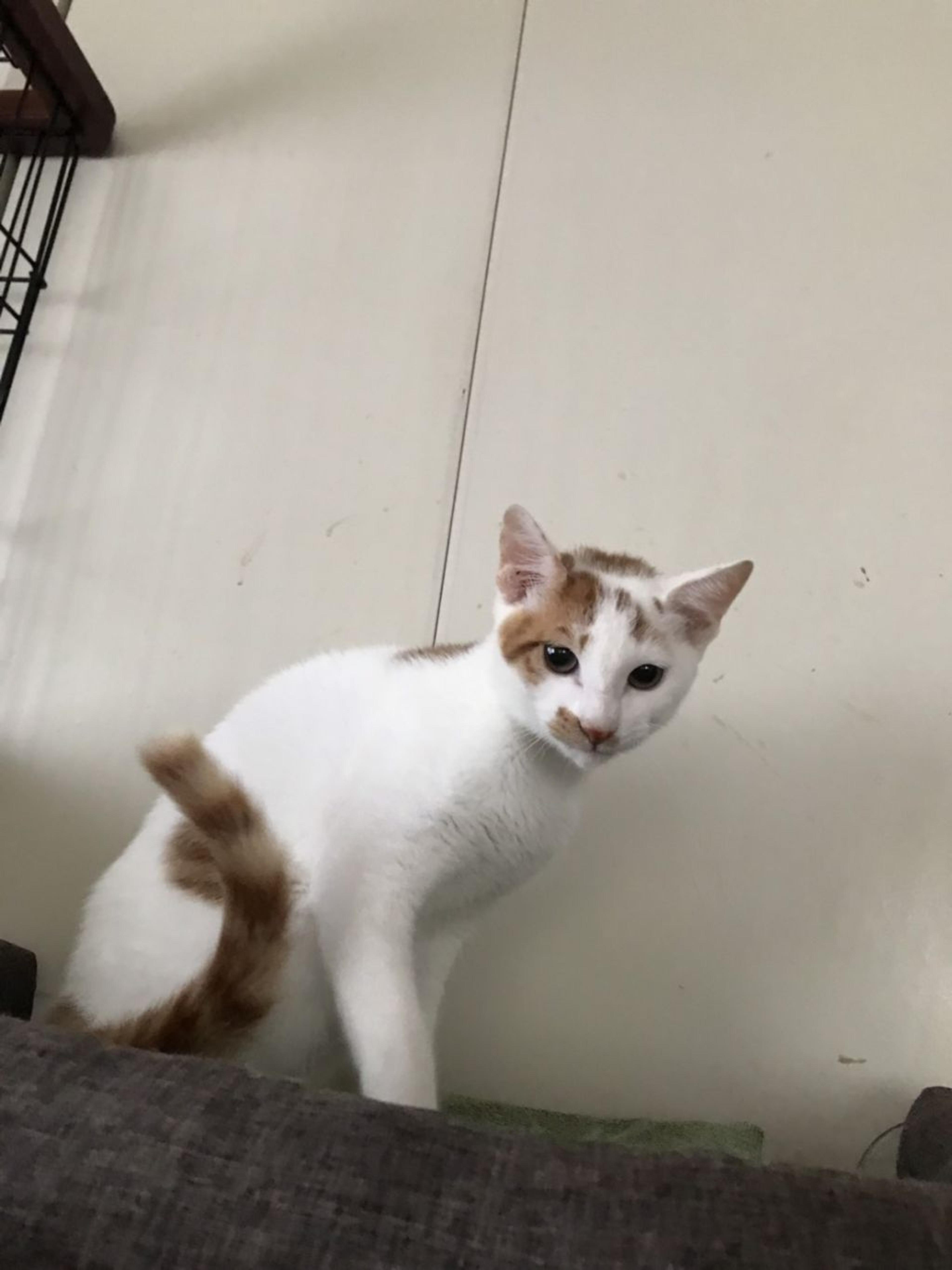 pet-image-4