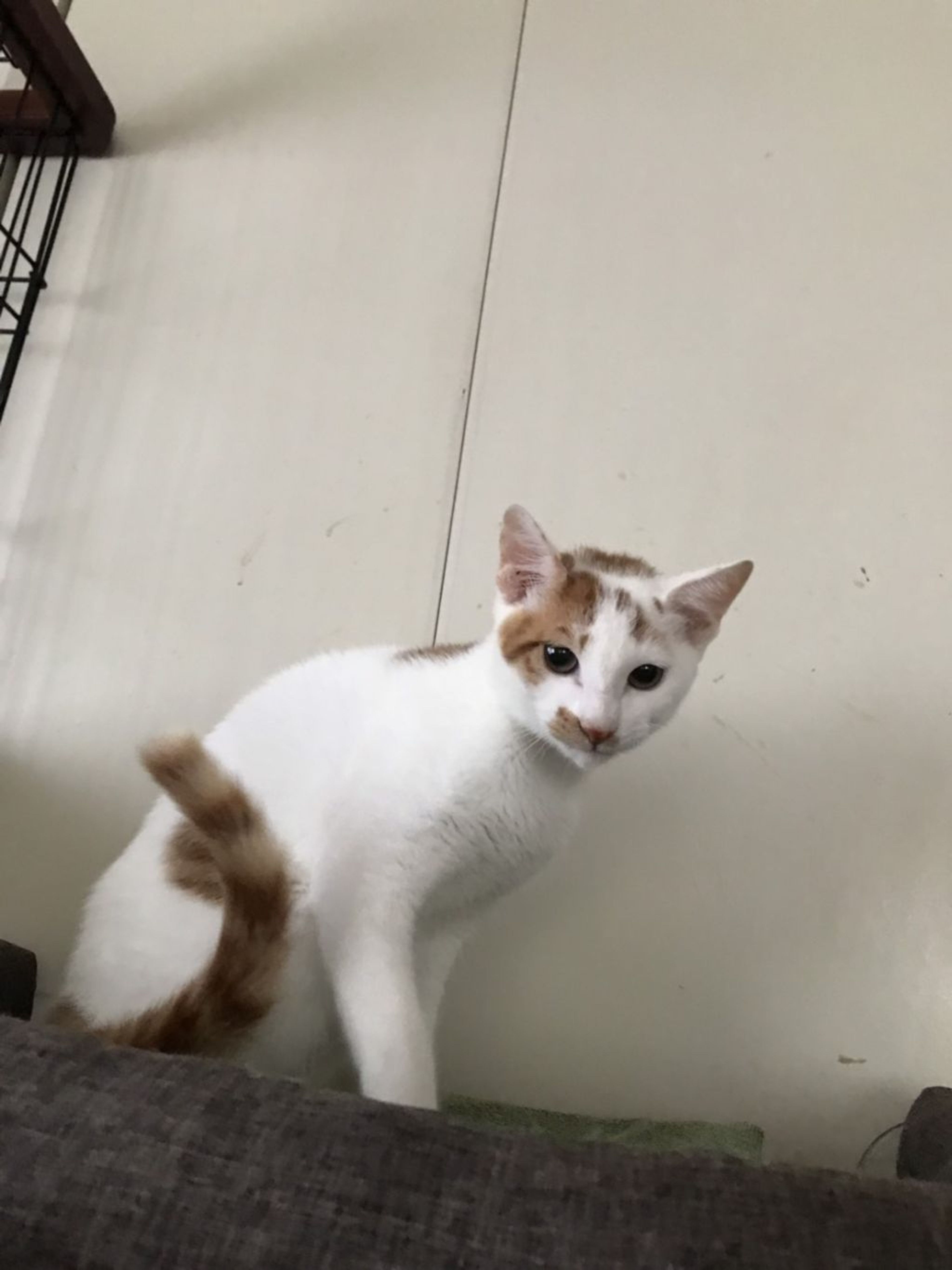 pet-image-4