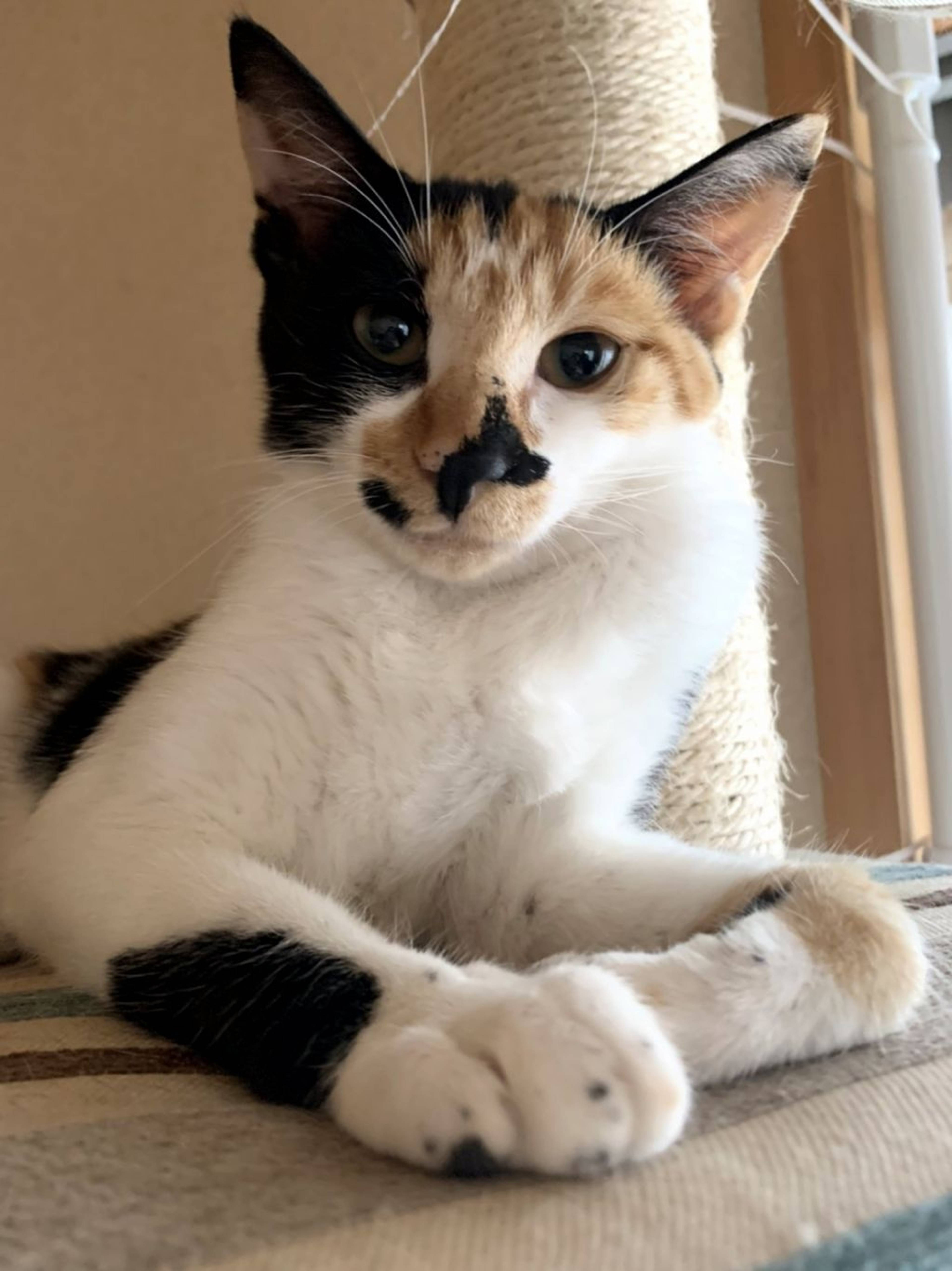 雑種（ミックス猫）・メスの里親募集の写真