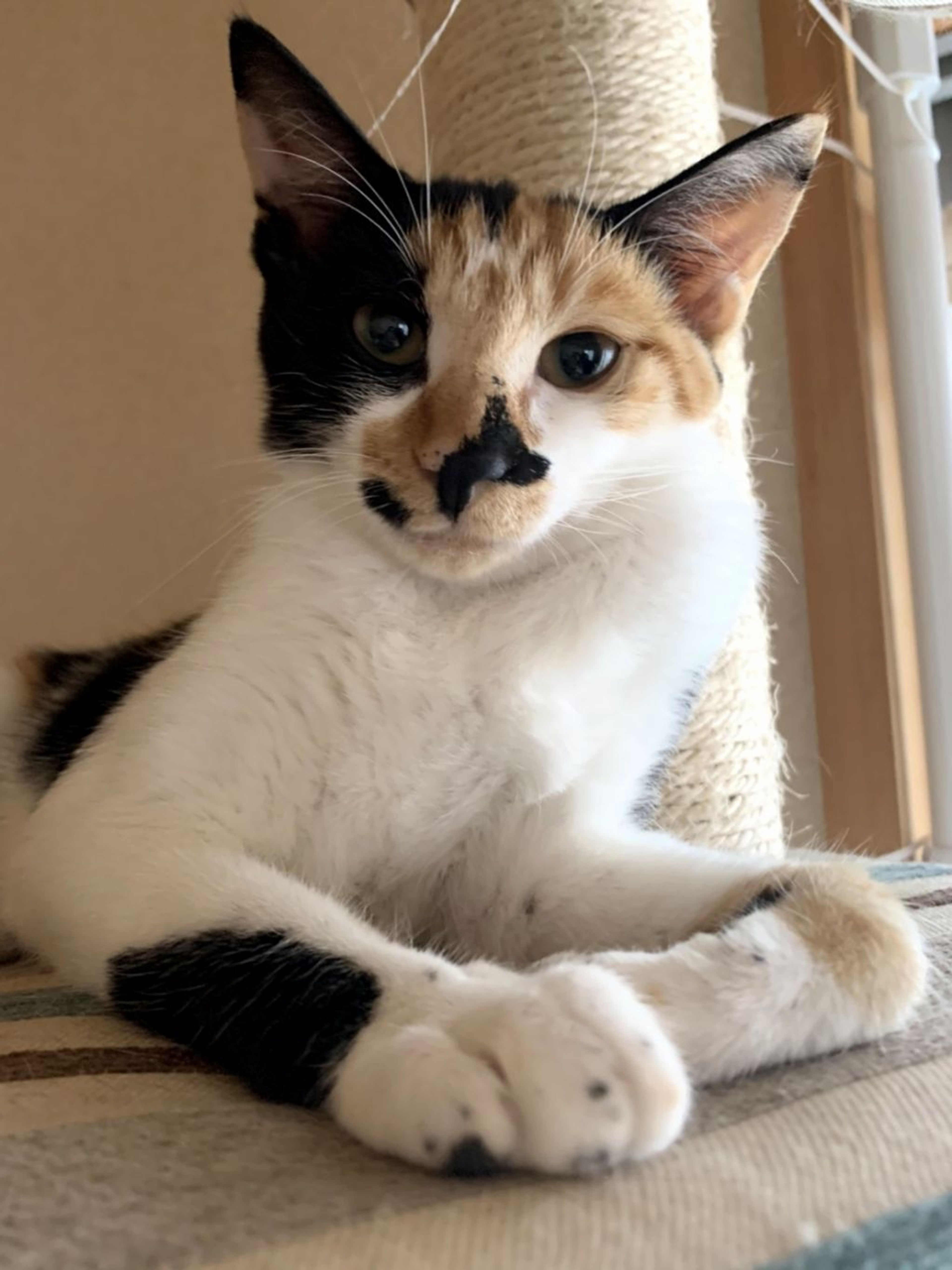 雑種（ミックス猫）・メスの里親募集の写真